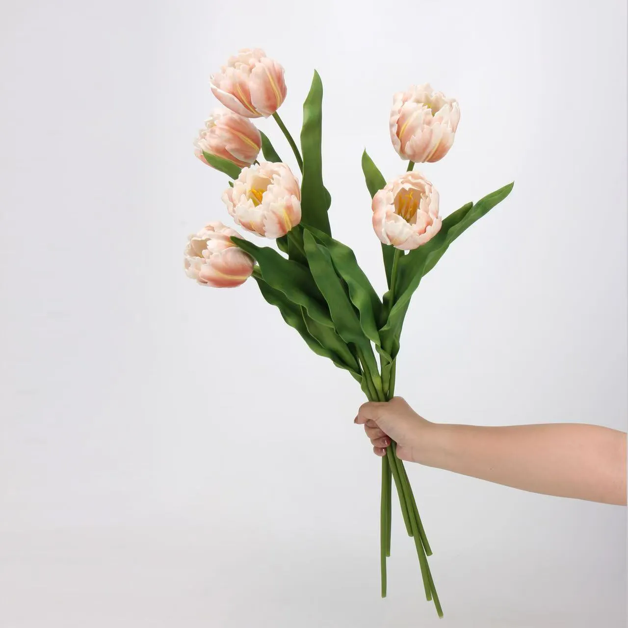 Rococo Tulip