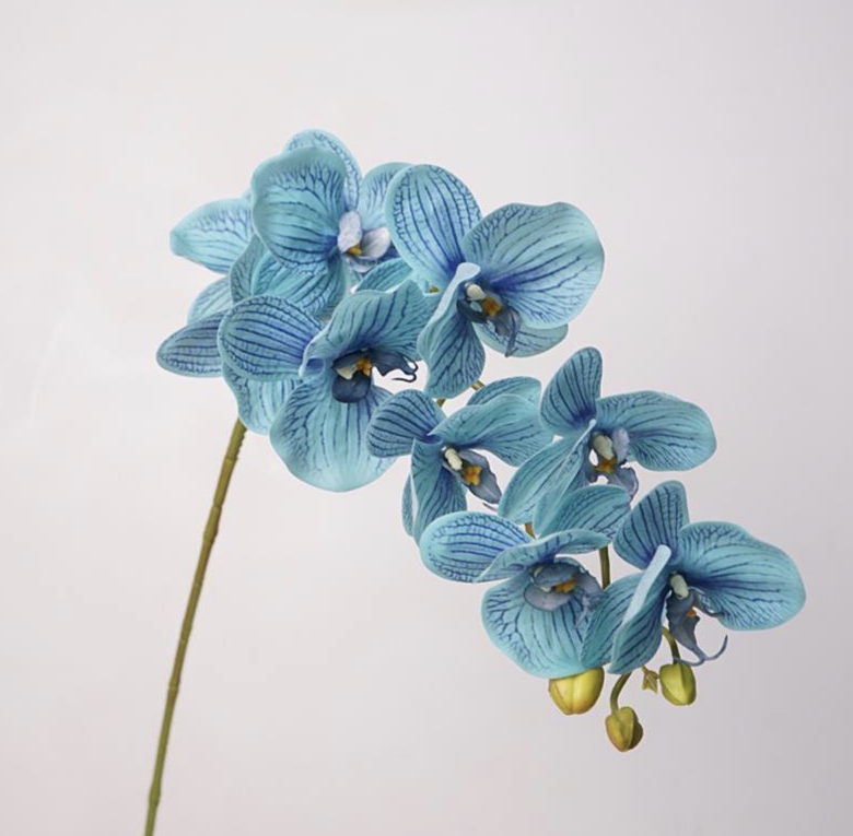 Orquídea Phalaenopsis