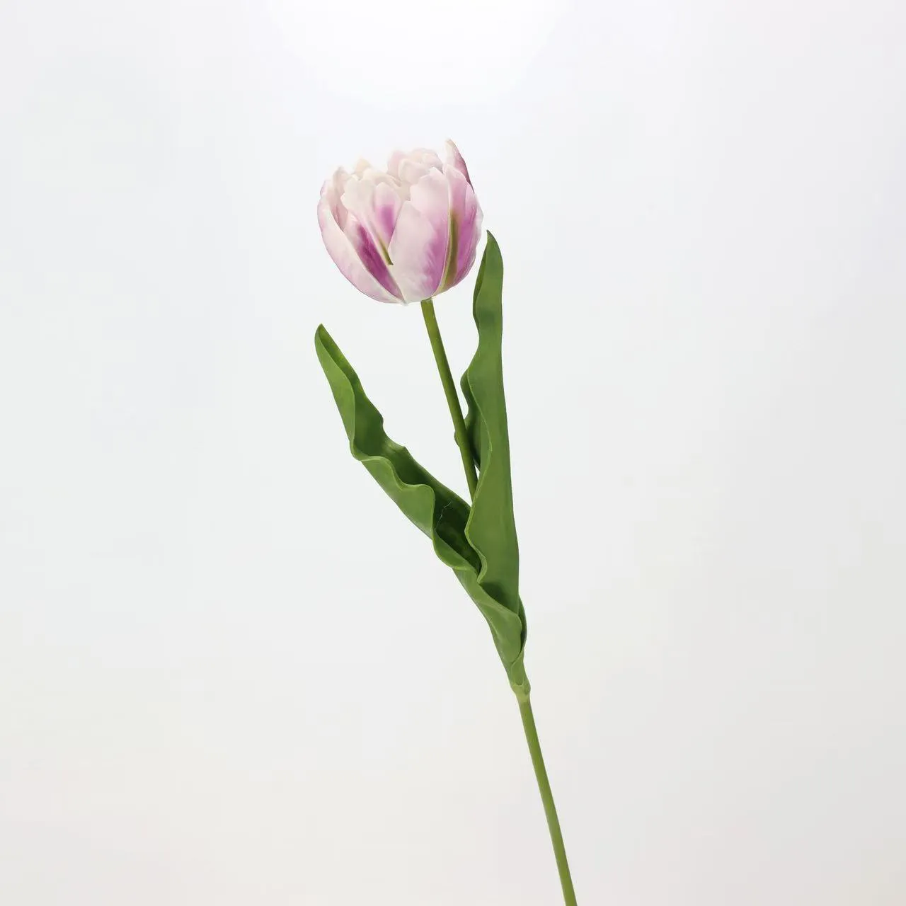 Rococo Tulip