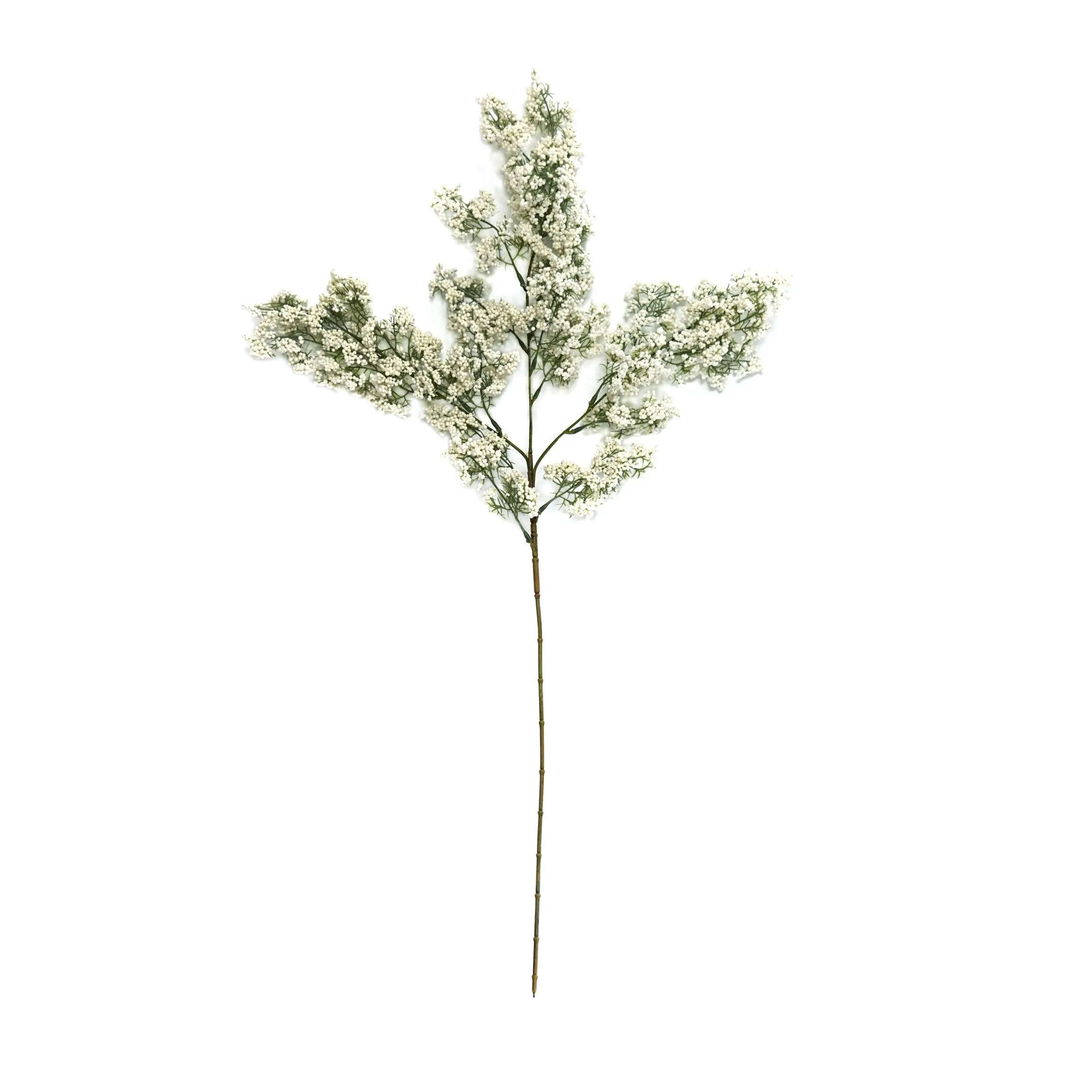 Uma única fruta verde de inverno
