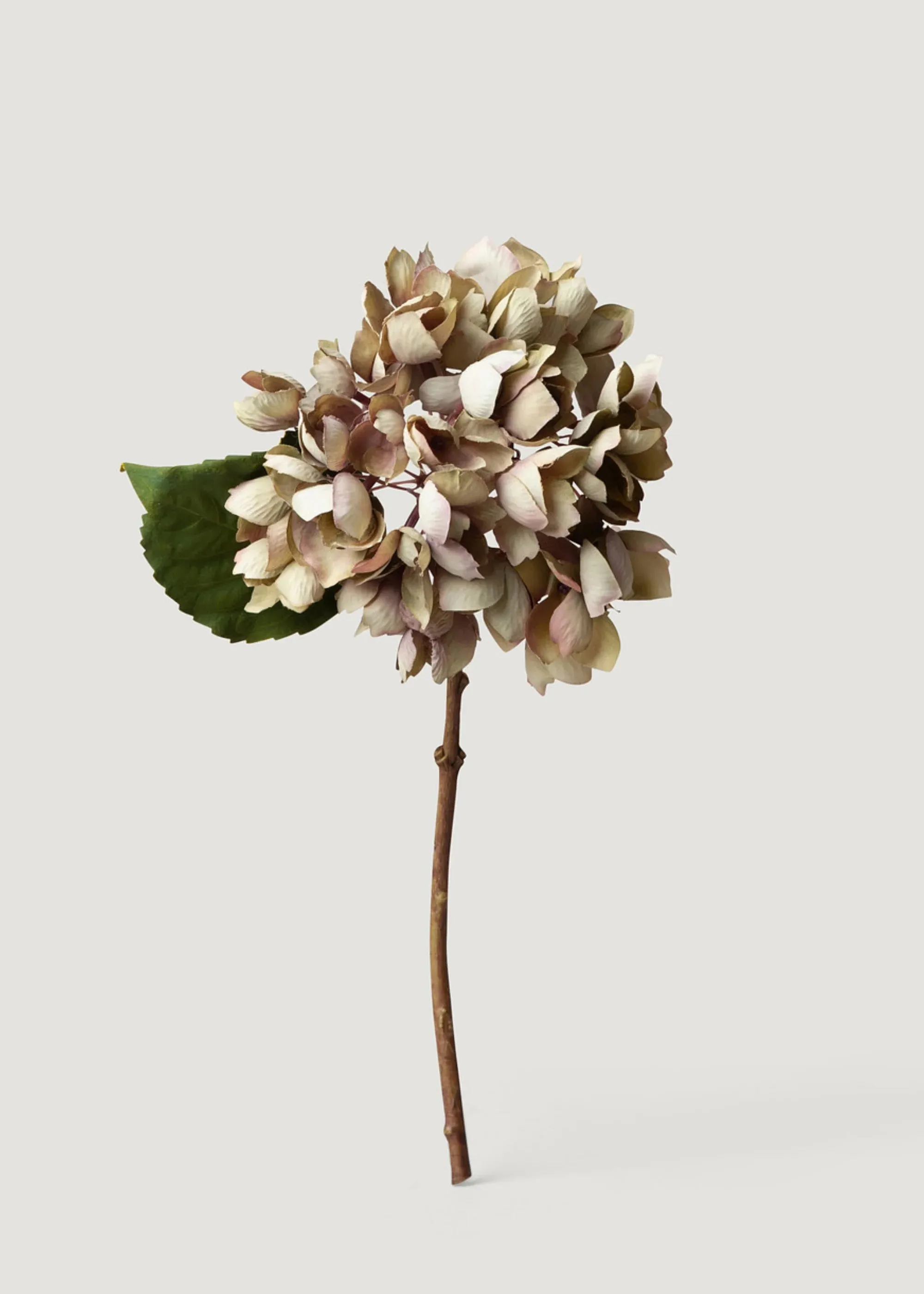 Flor de hortênsia de aparência seca