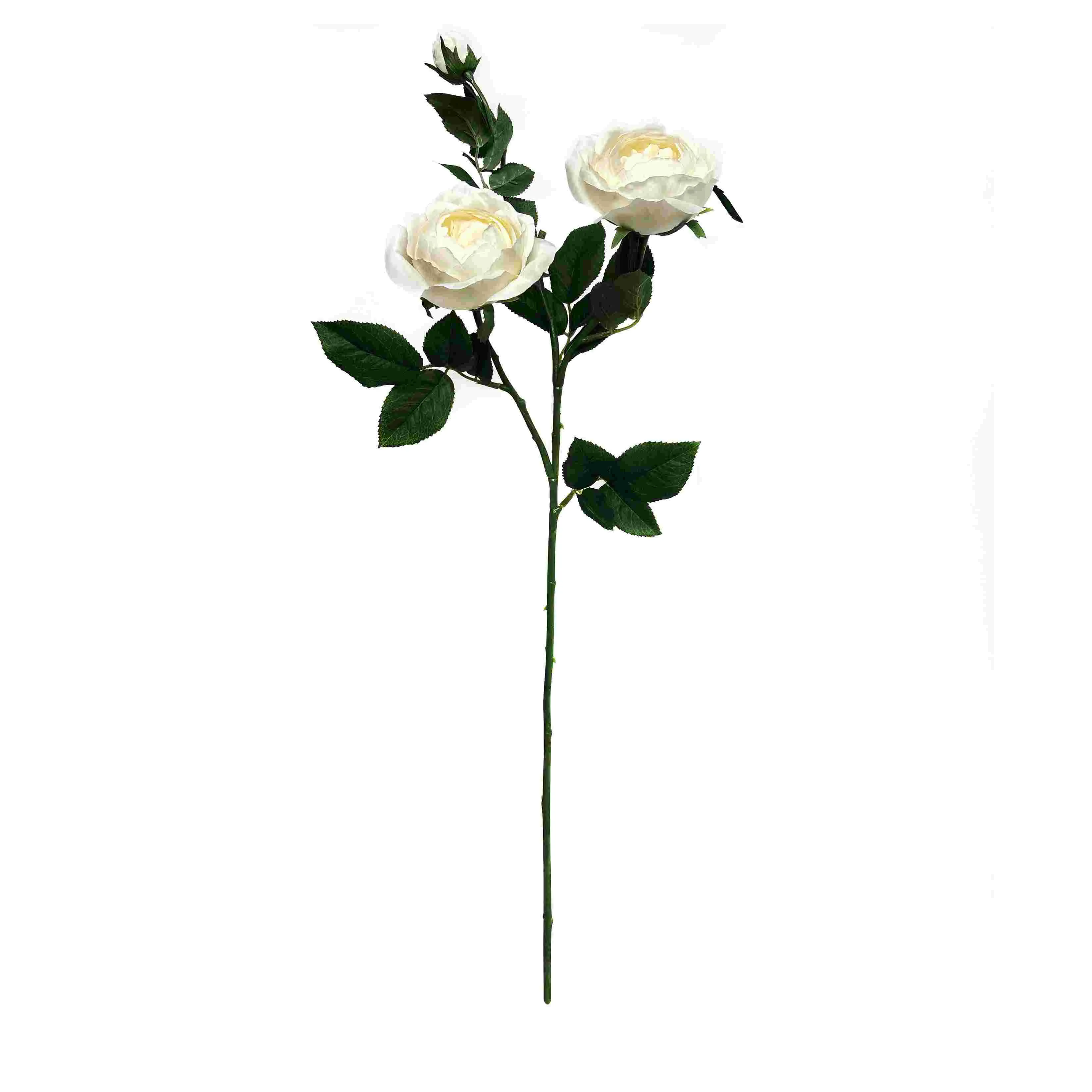Uma única rosa de borboleta