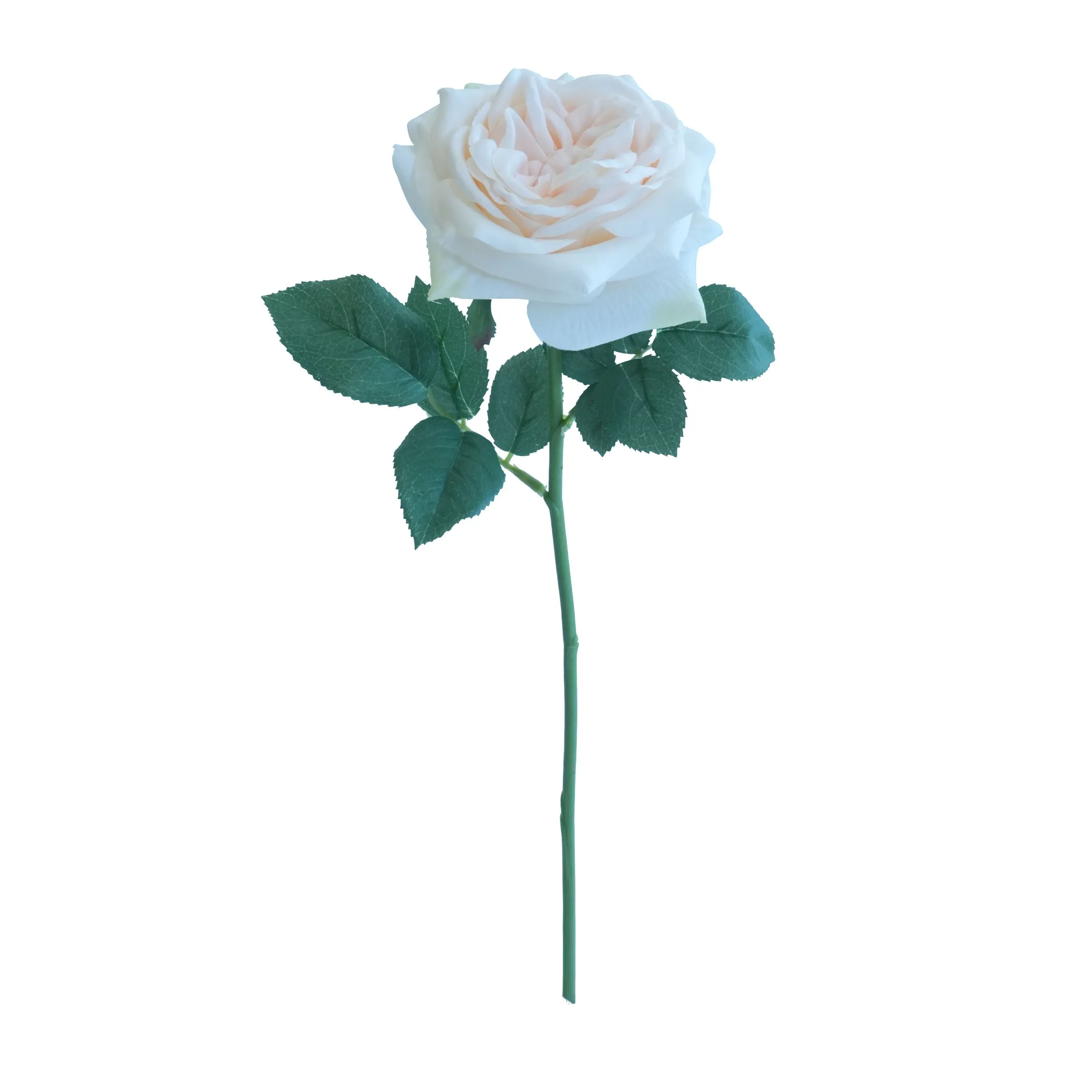 Lily Rose curta