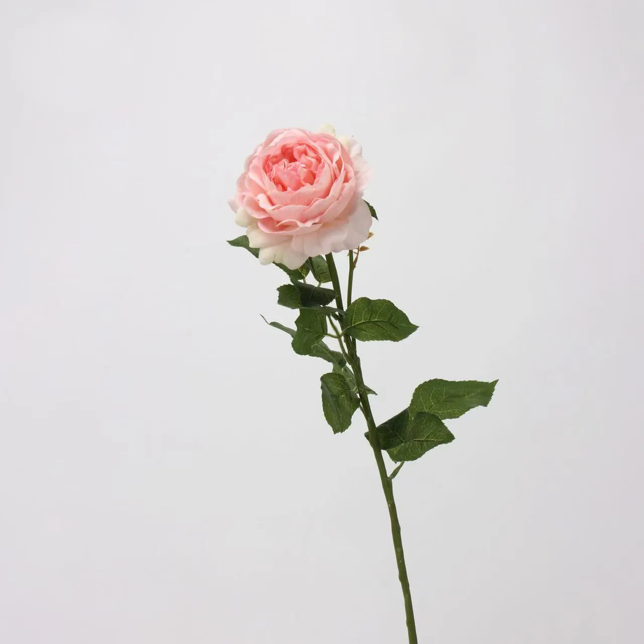LOTUS DEW ROSE