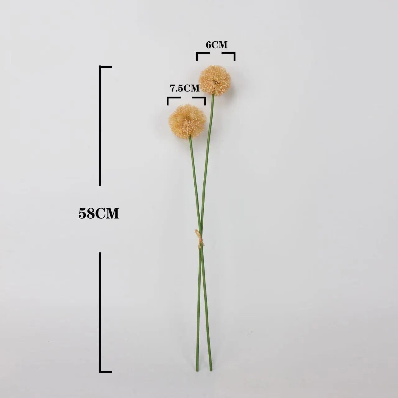 Allium giganteum