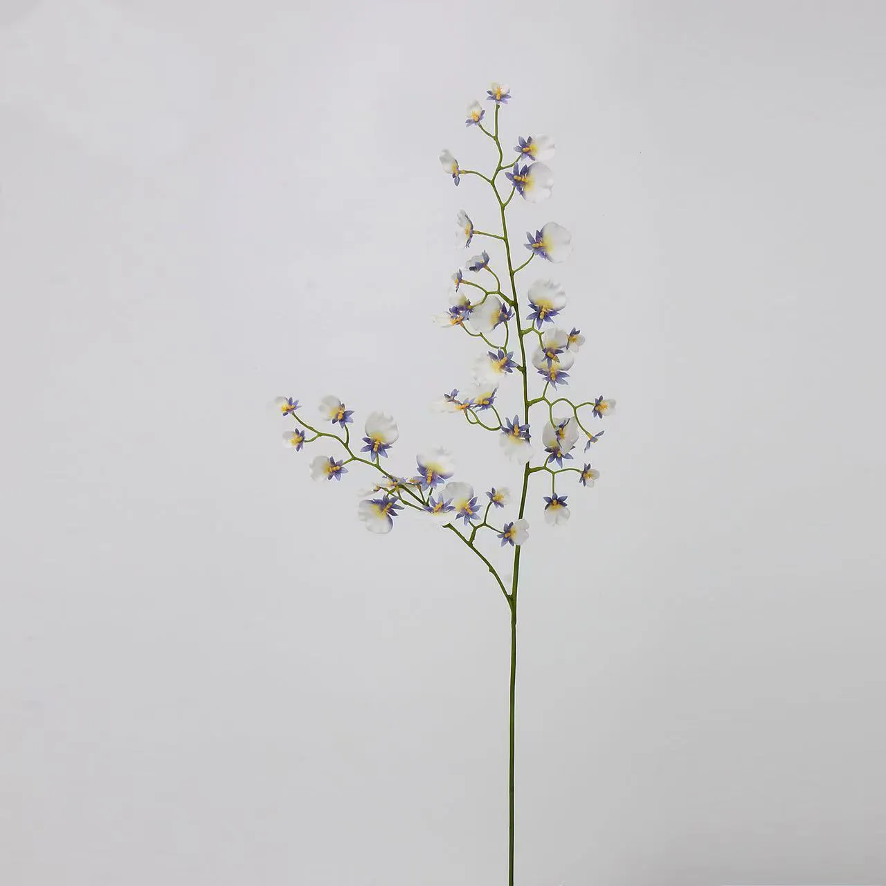 orquídea dançando