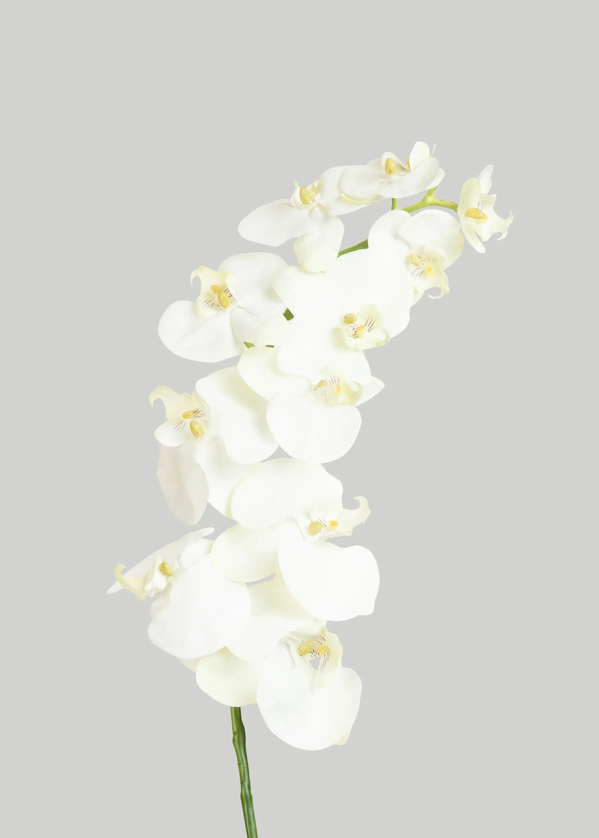 Orquídea Phalaenopsis