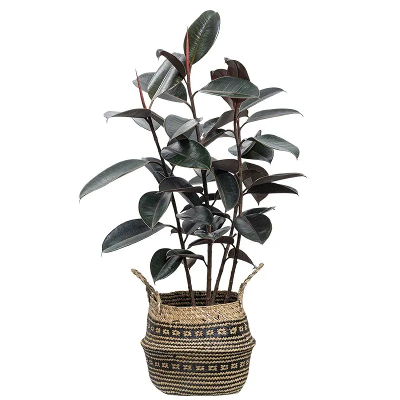 Planta em vaso de borracha artificial