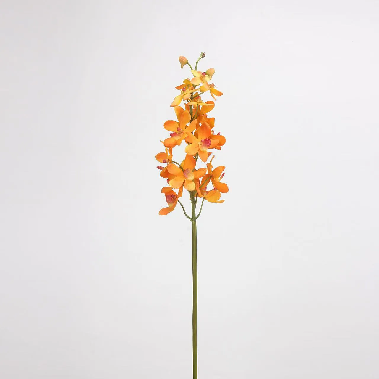 Dendrobium