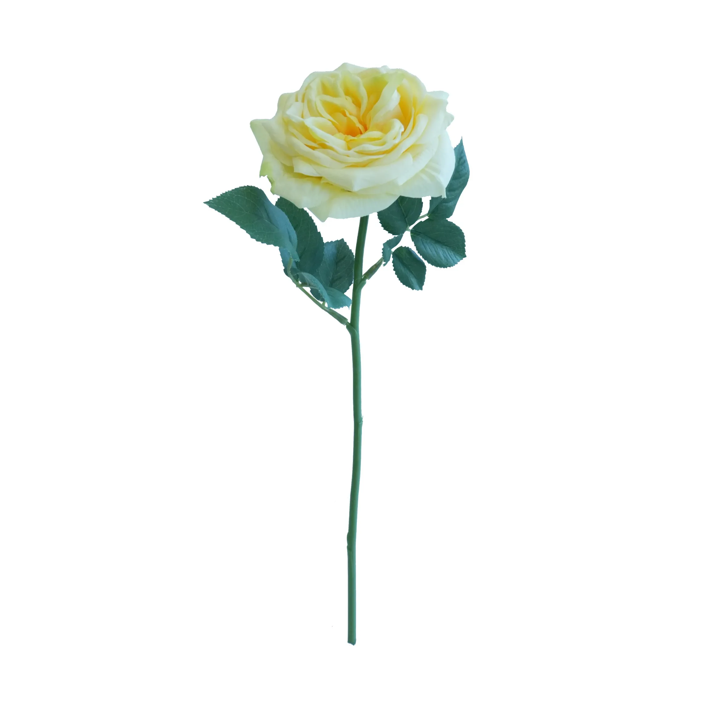 Lily Rose curta