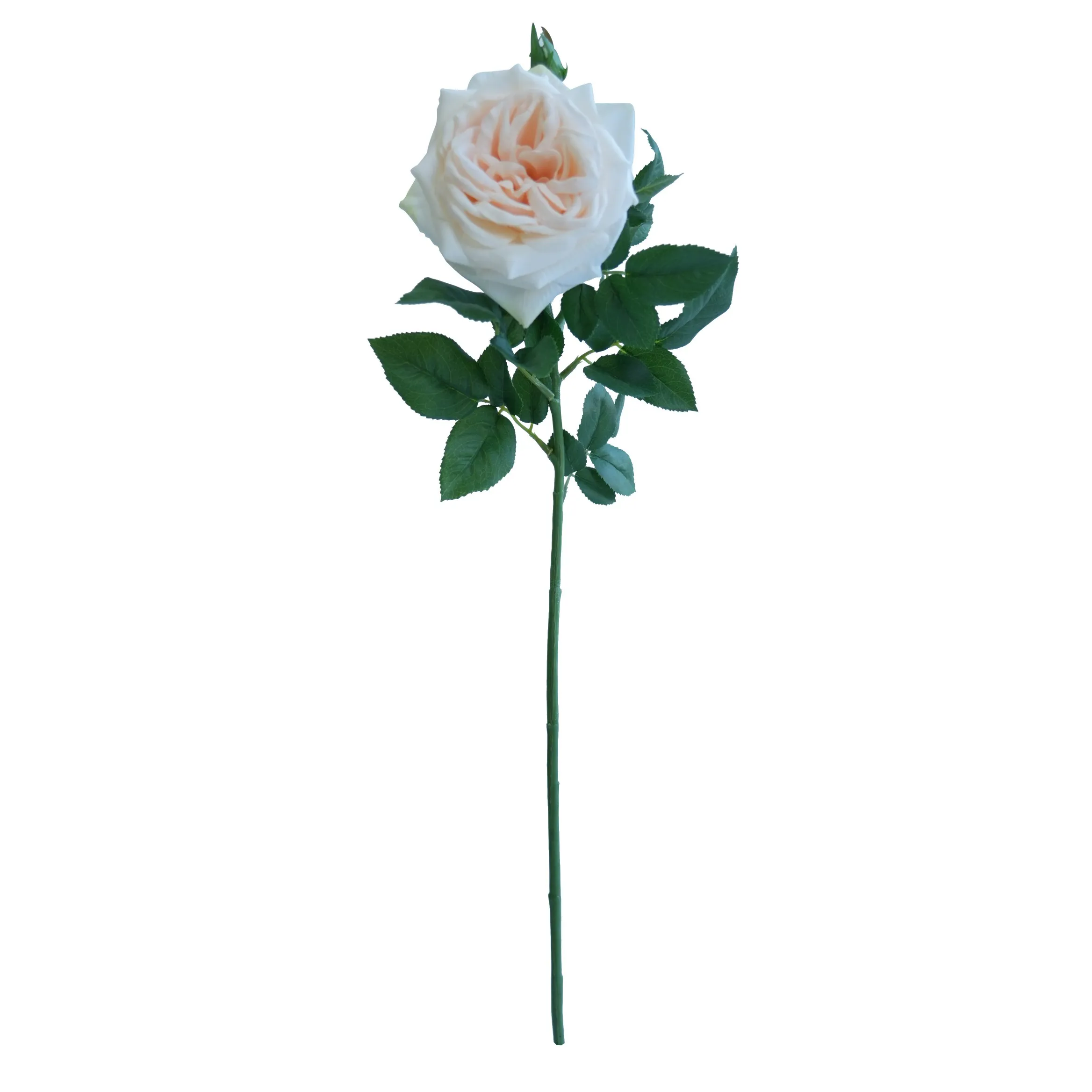 Lichia única rosa