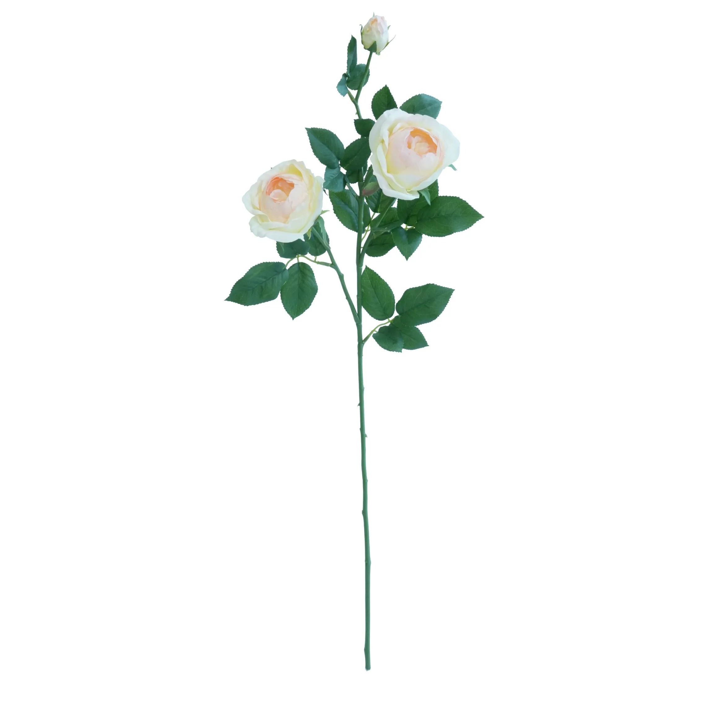Uma única rosa de borboleta