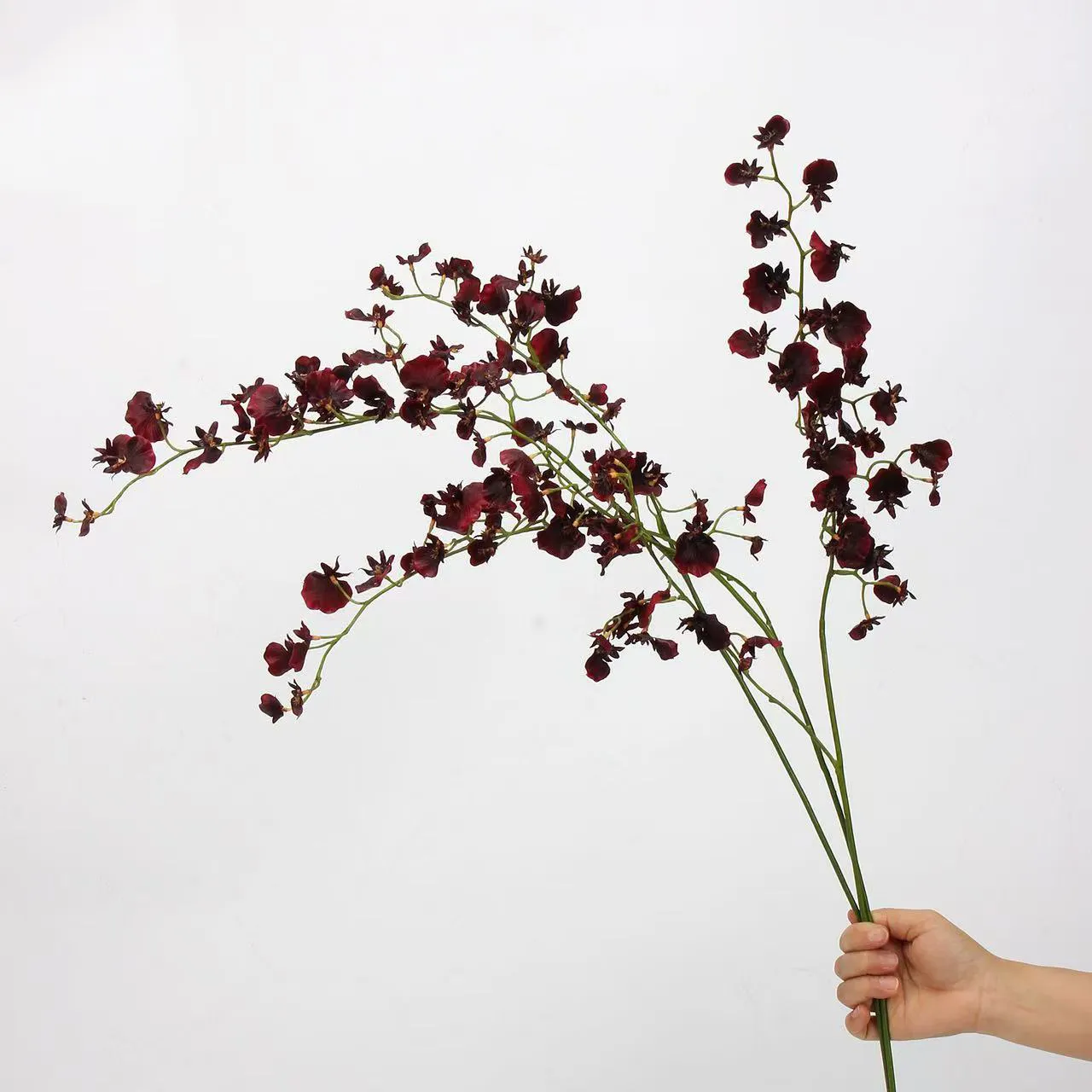orquídea dançando