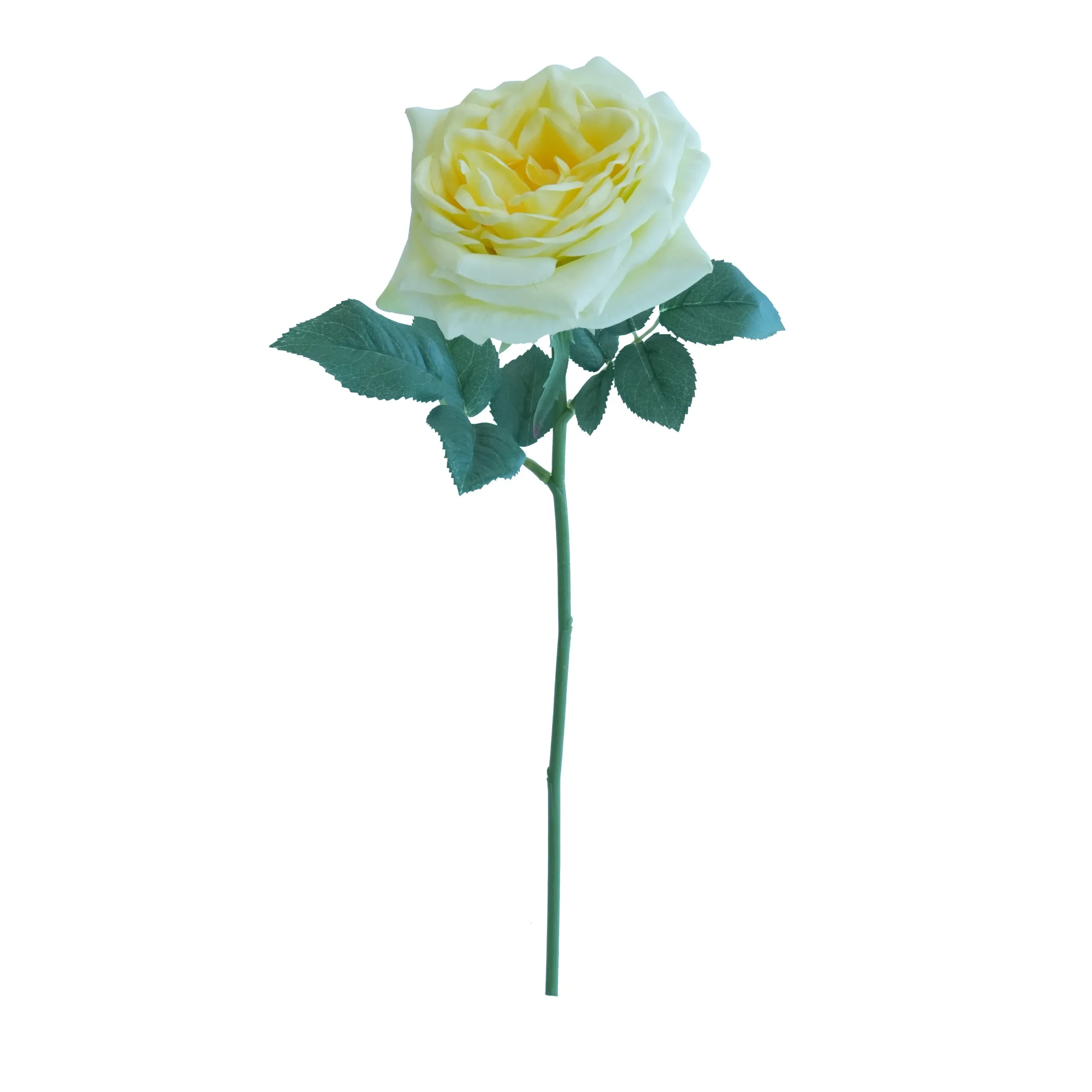 Lily Rose curta