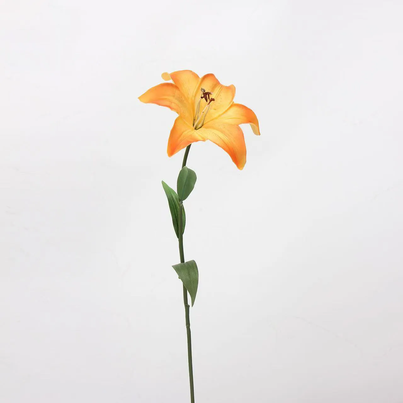 Amante Lily