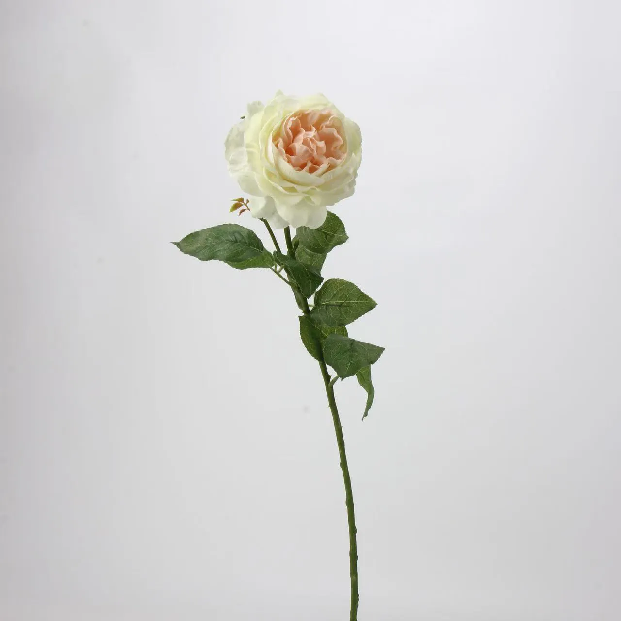 LOTUS DEW ROSE