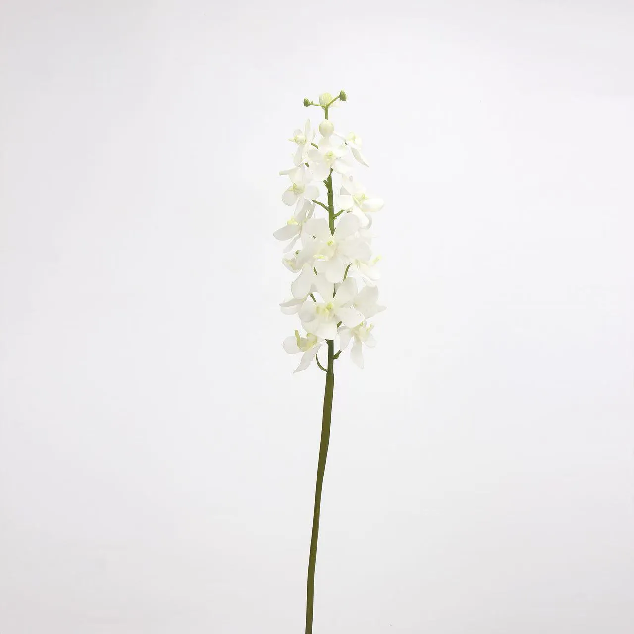 Dendrobium
