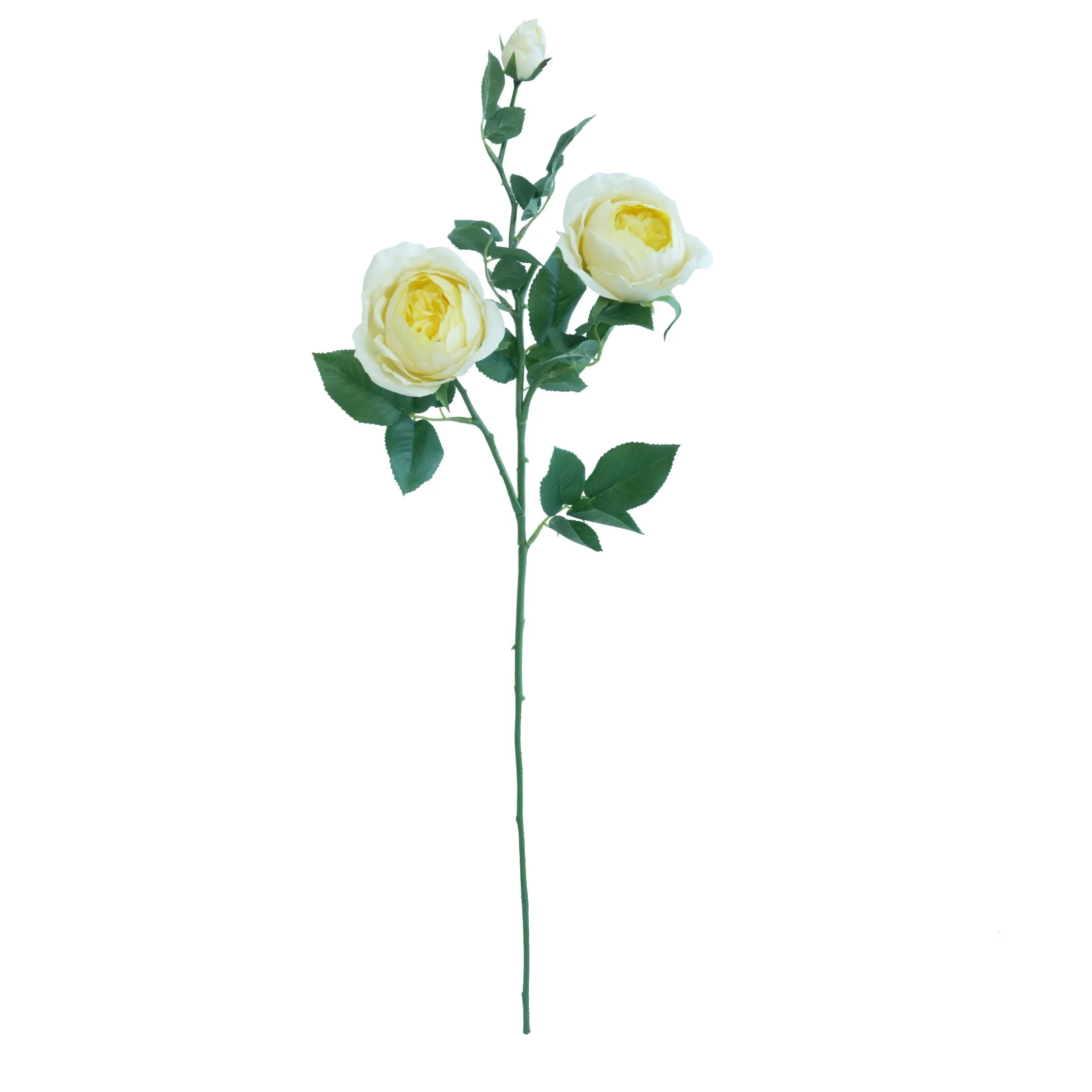 Uma única rosa de borboleta