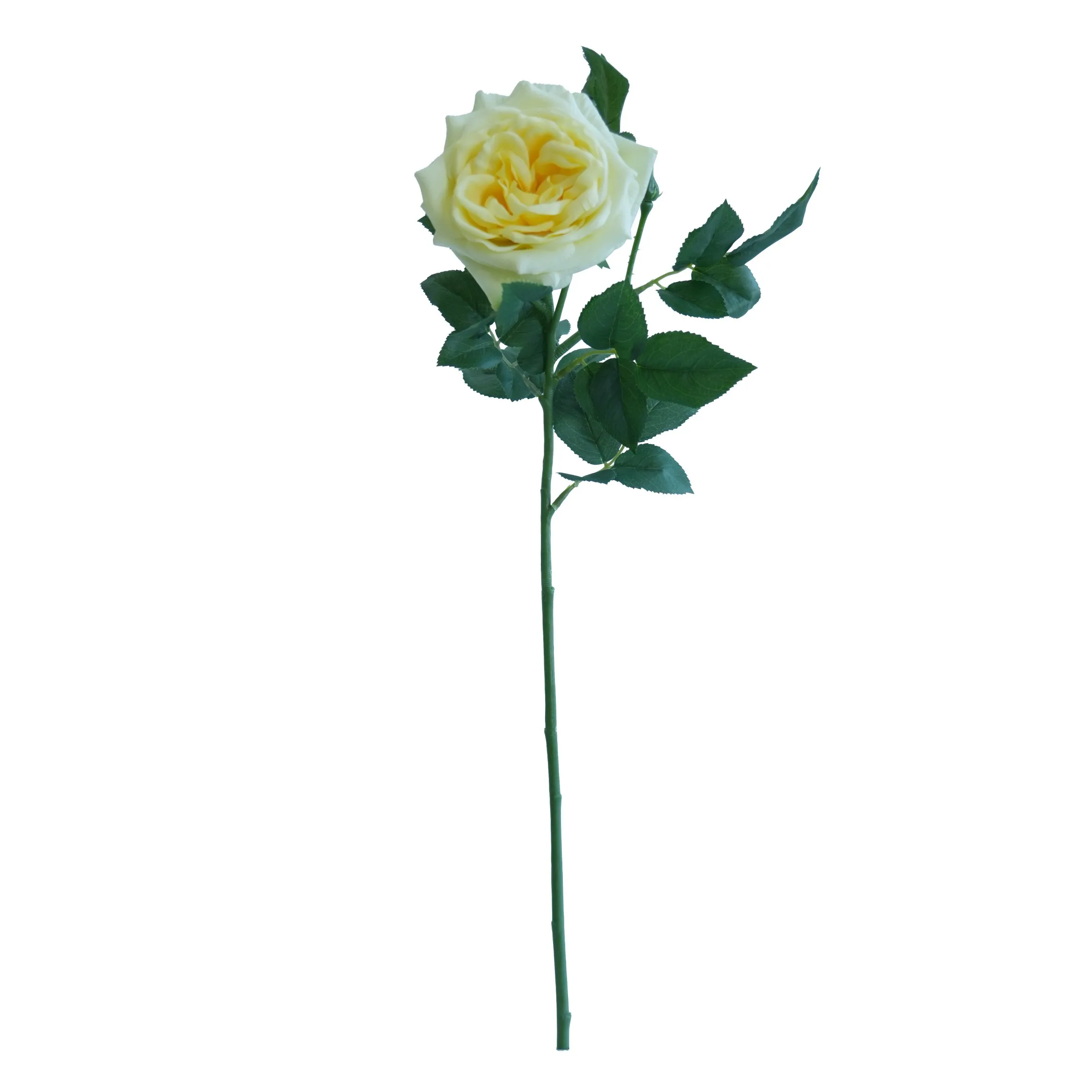 Lichia única rosa