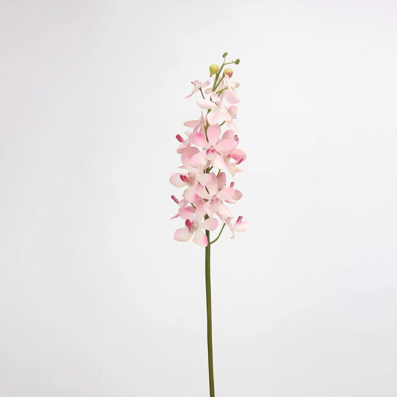 Dendrobium
