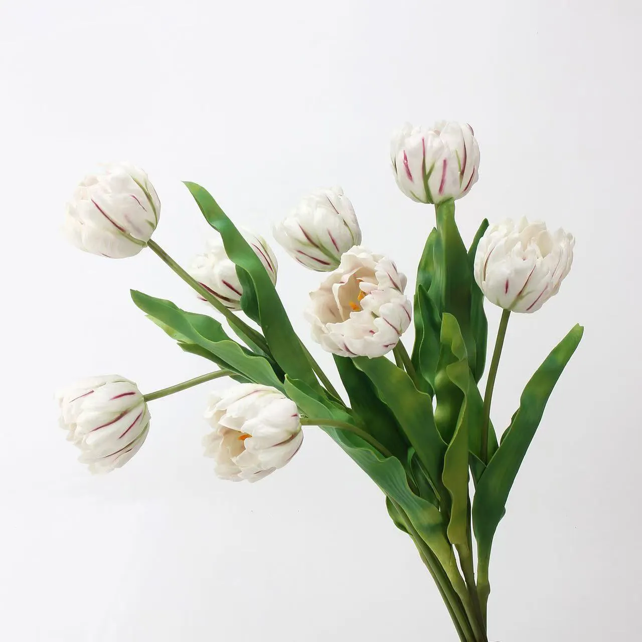 Rococo Tulip