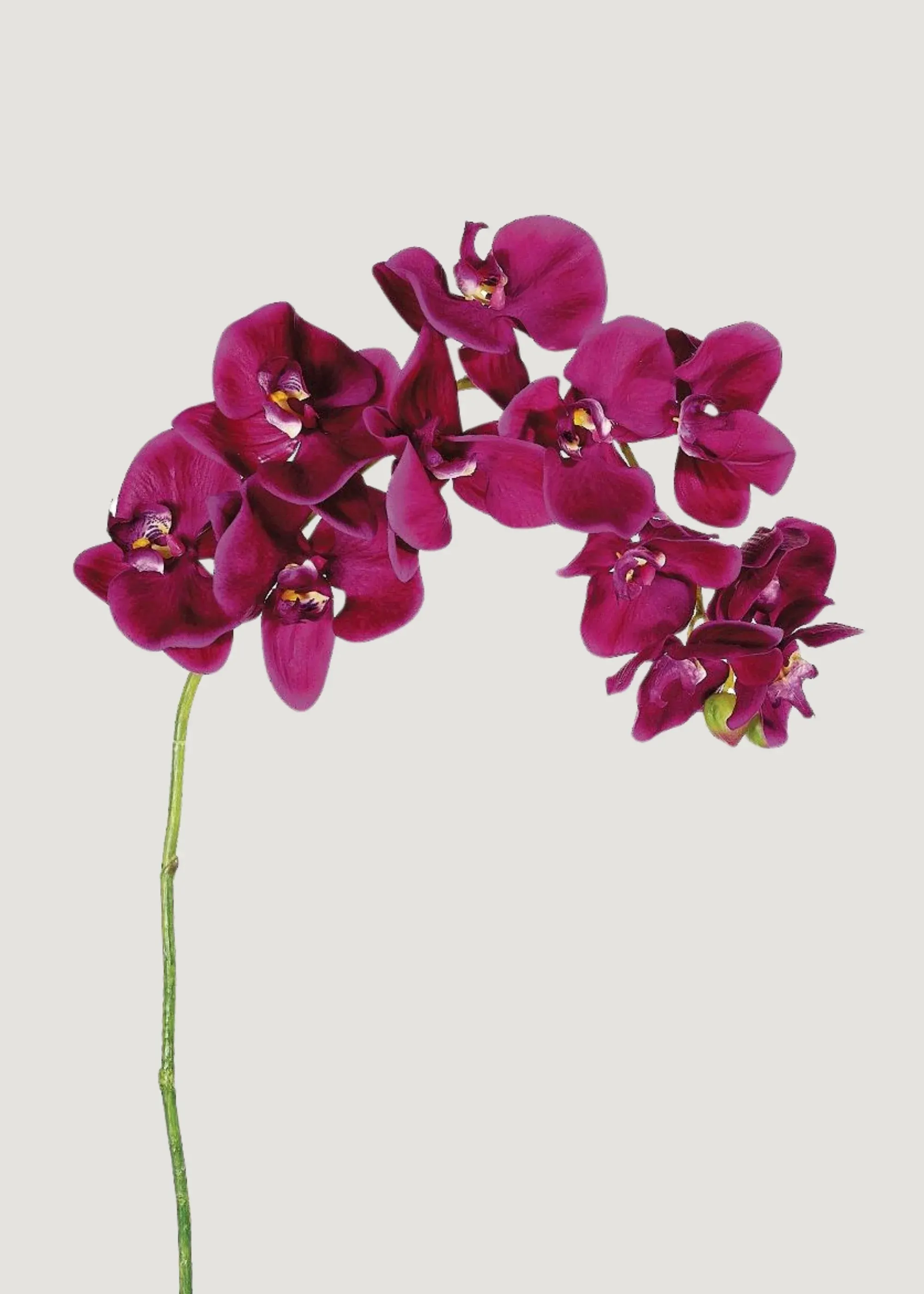 Orquídea Phalaenopsis