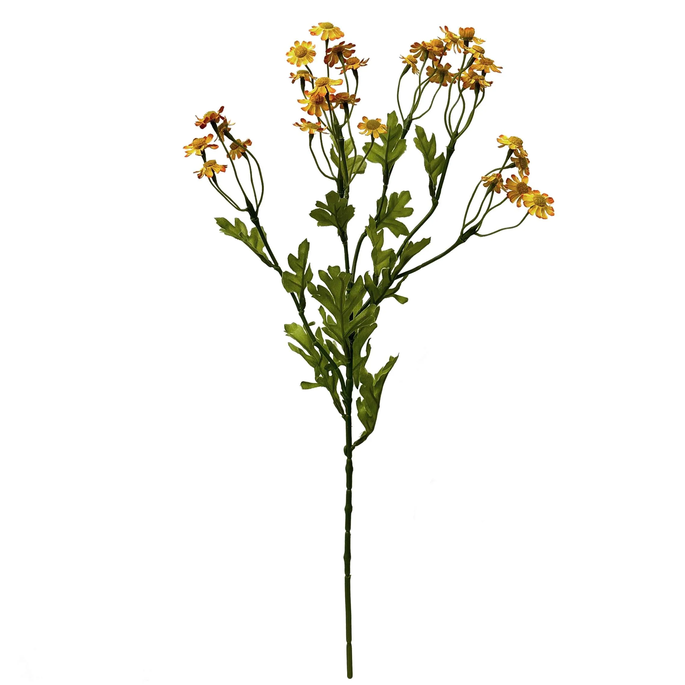 Uma pequena margarida