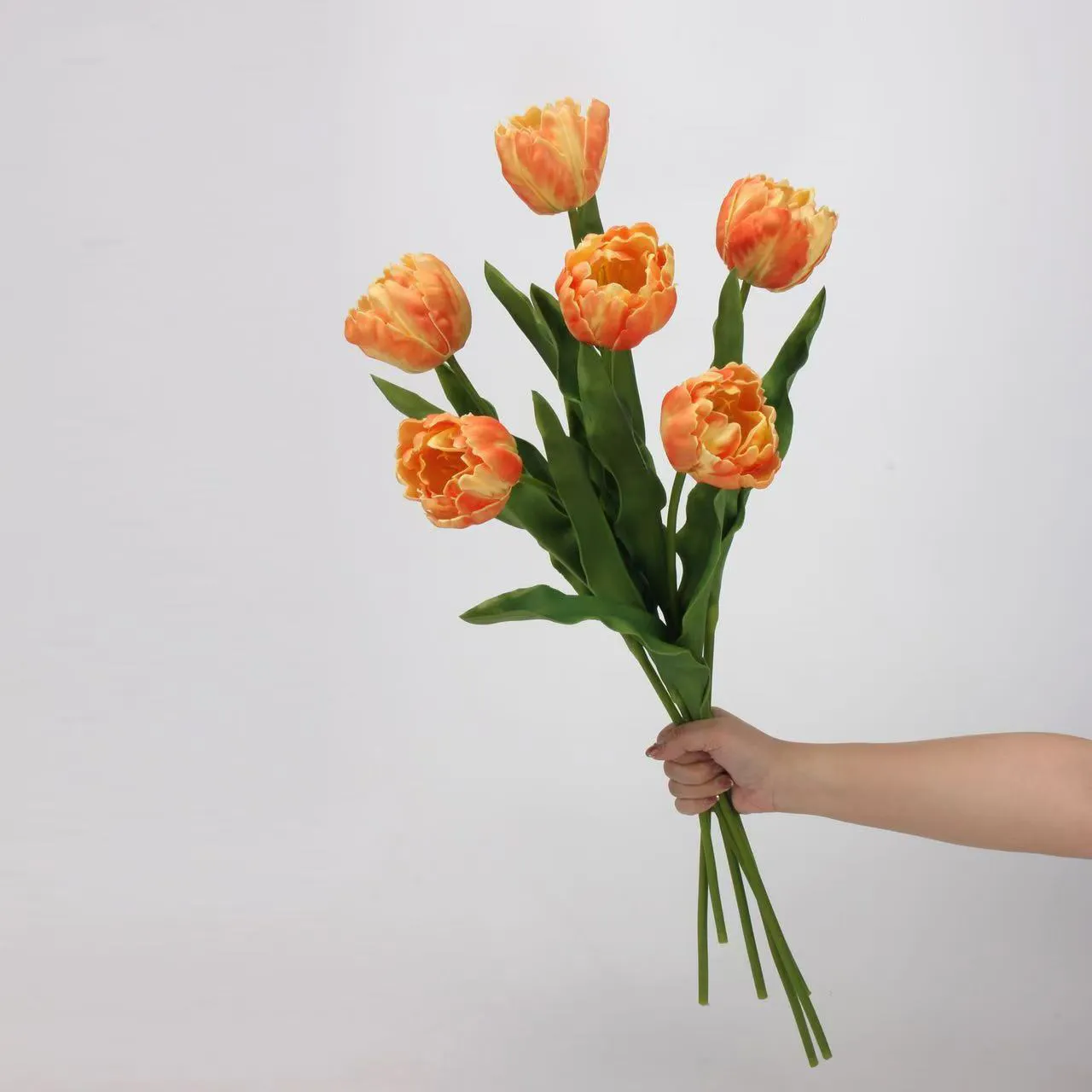 Rococo Tulip