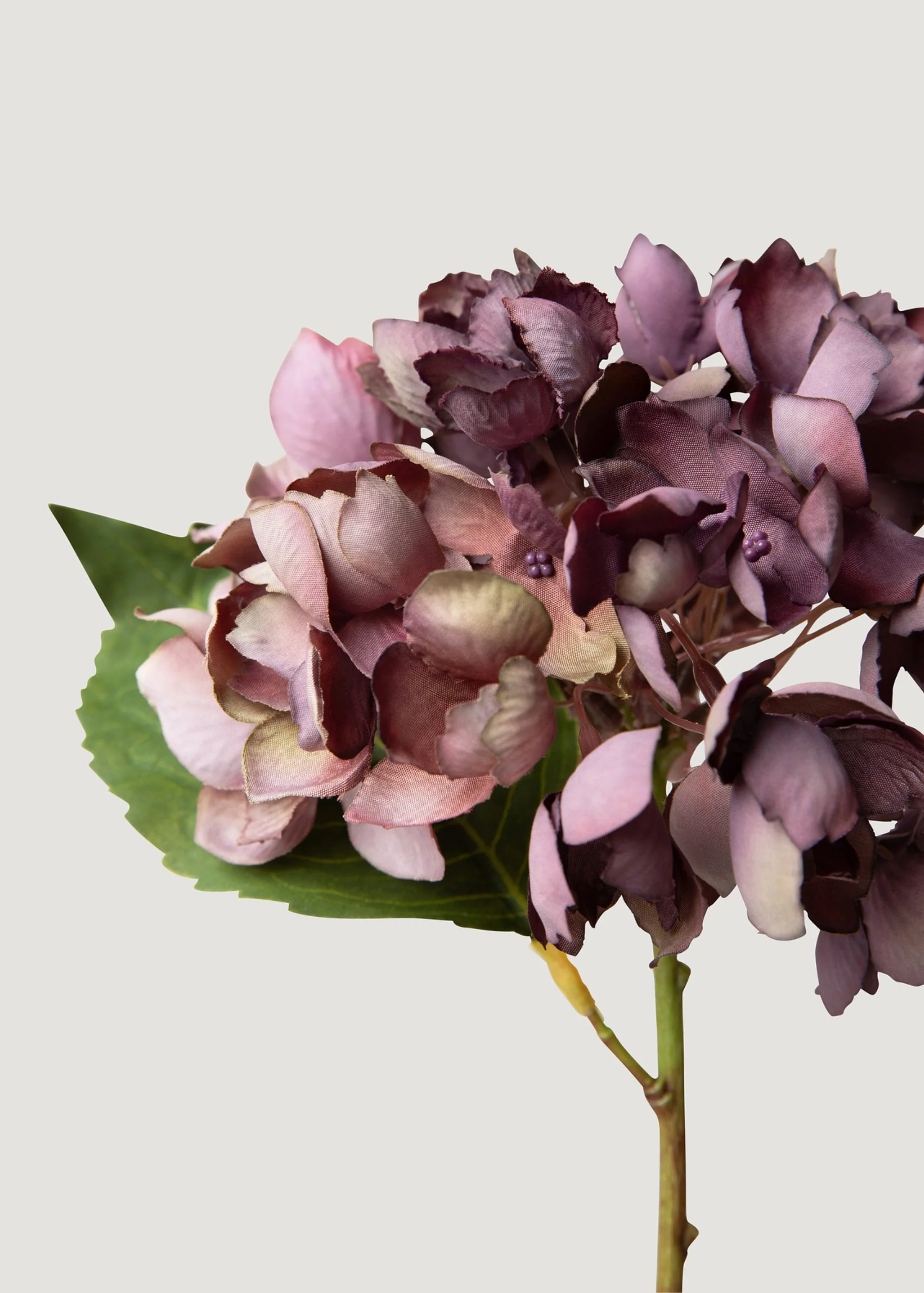 Flor de hortênsia de aparência seca