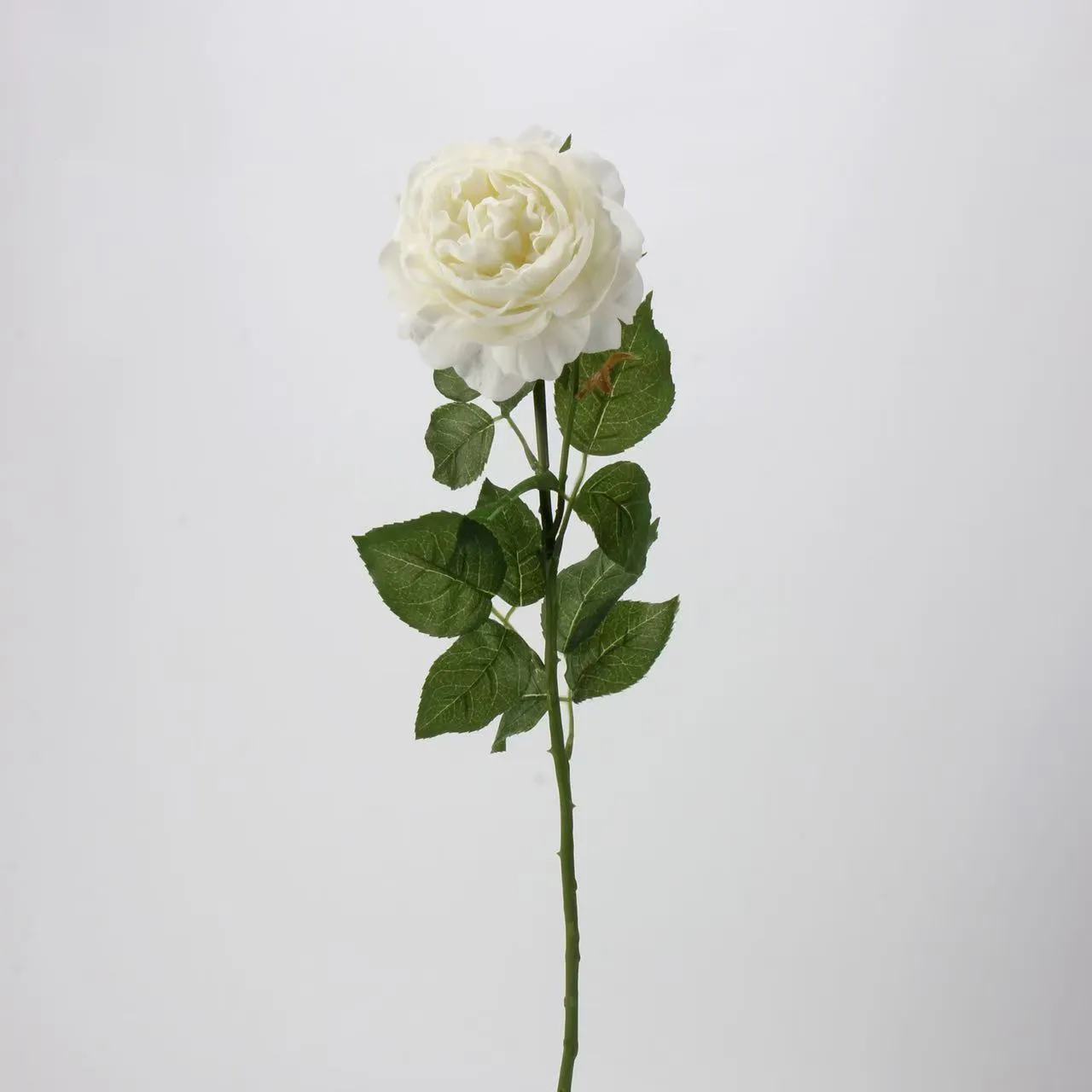LOTUS DEW ROSE