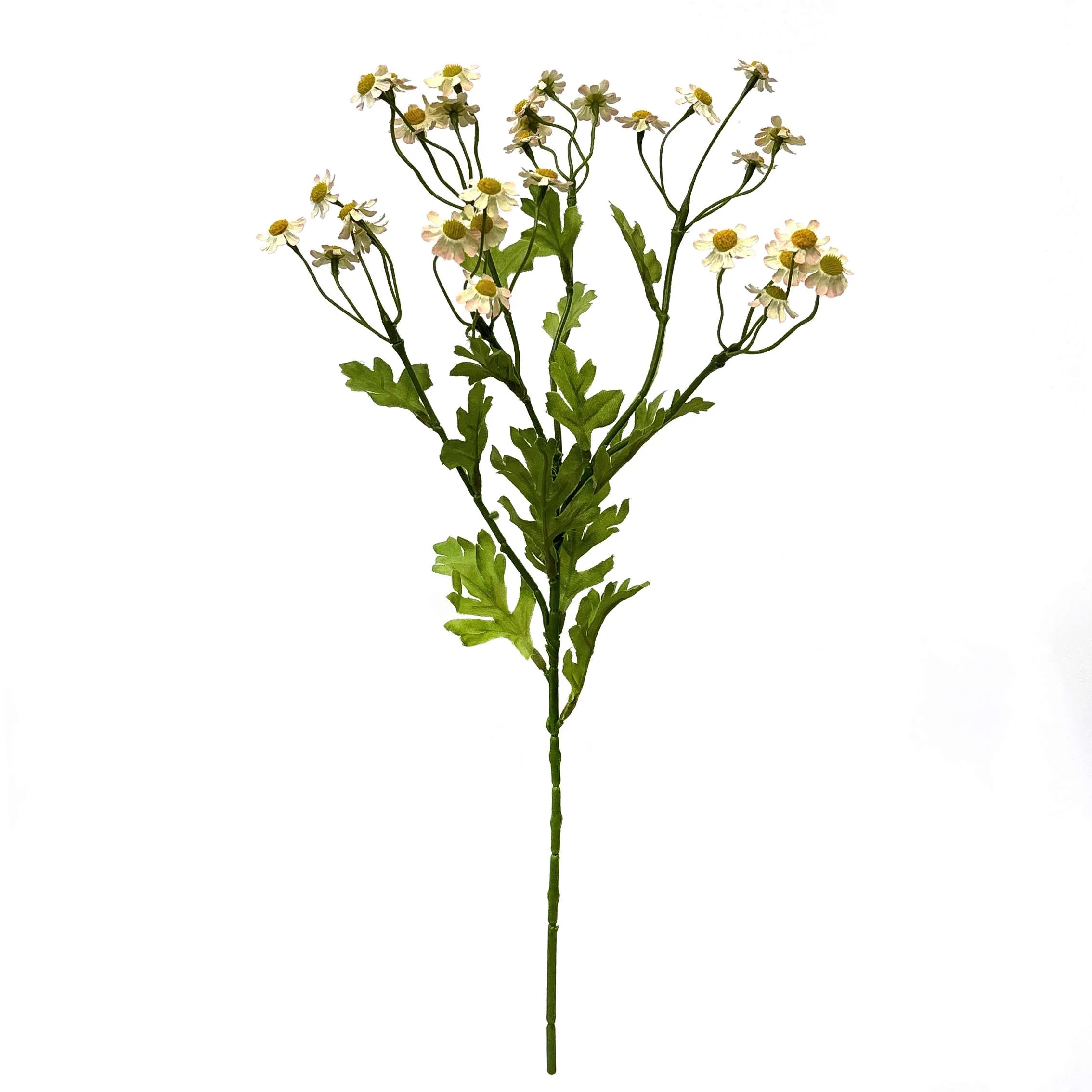 Uma pequena margarida