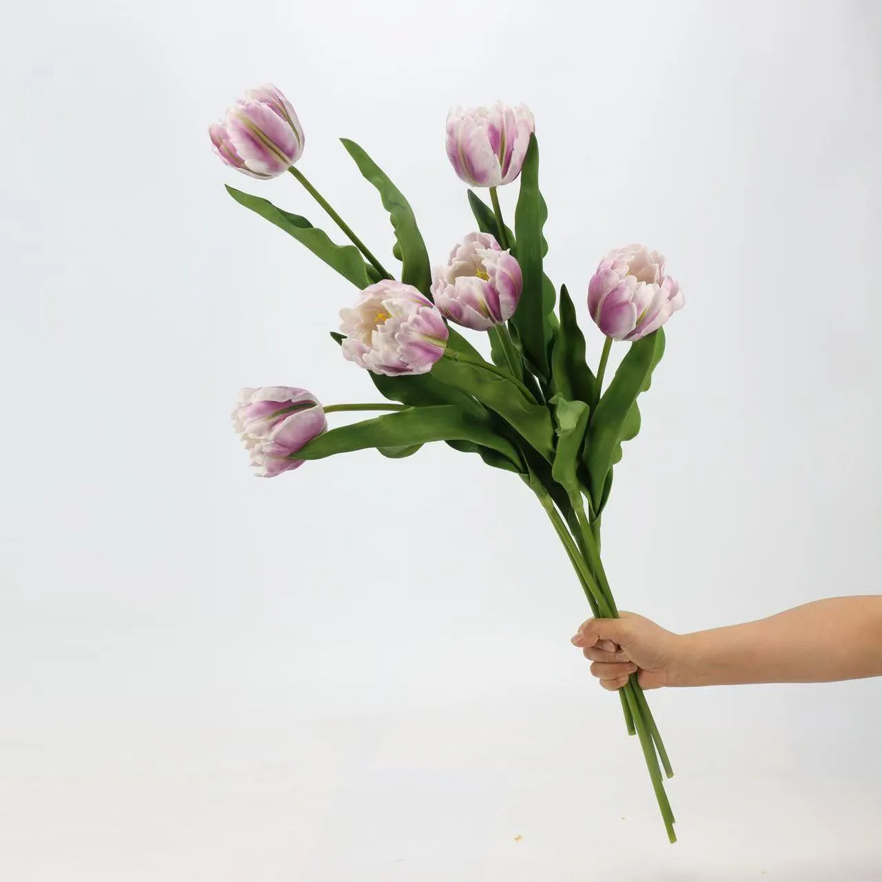 Rococo Tulip