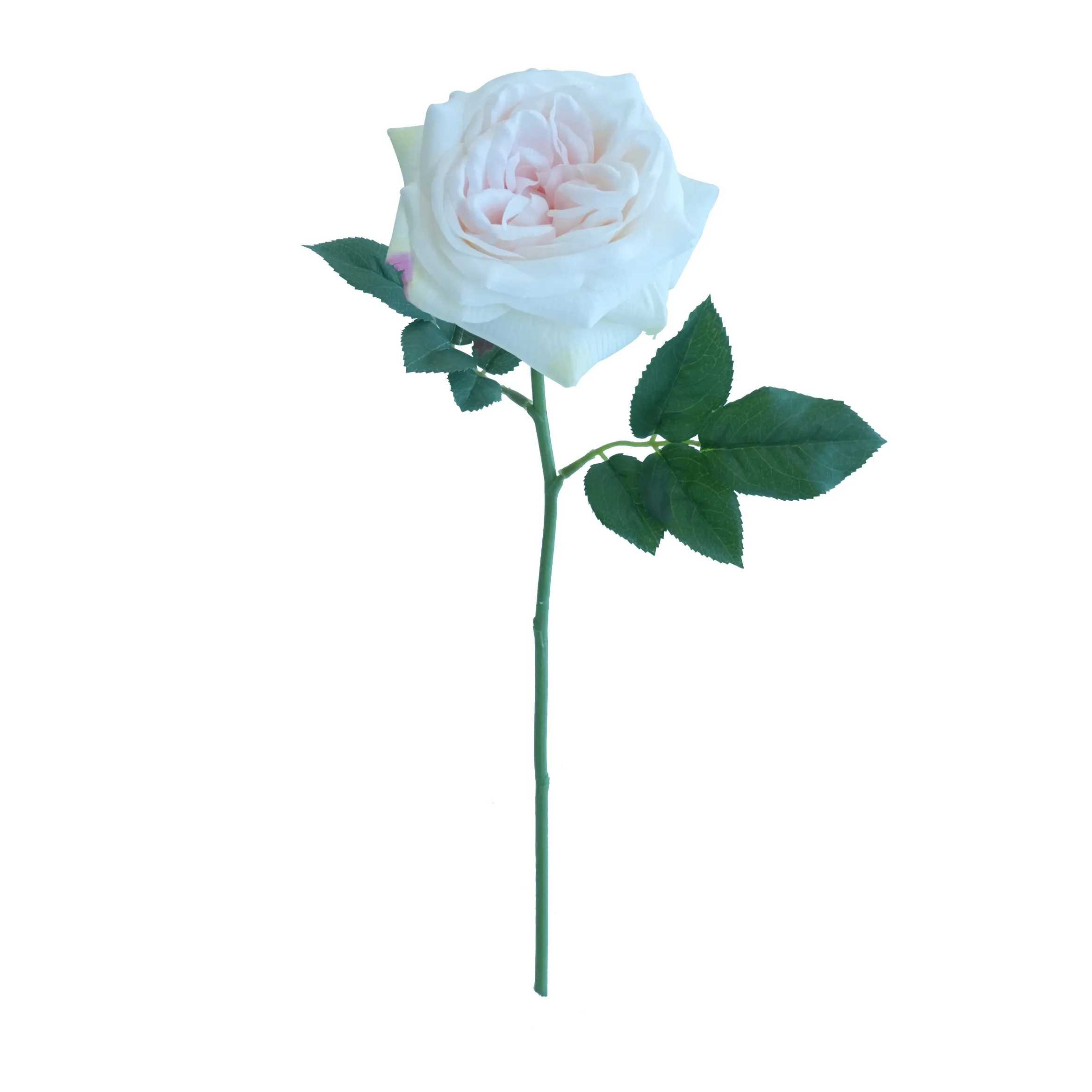 Lily Rose curta