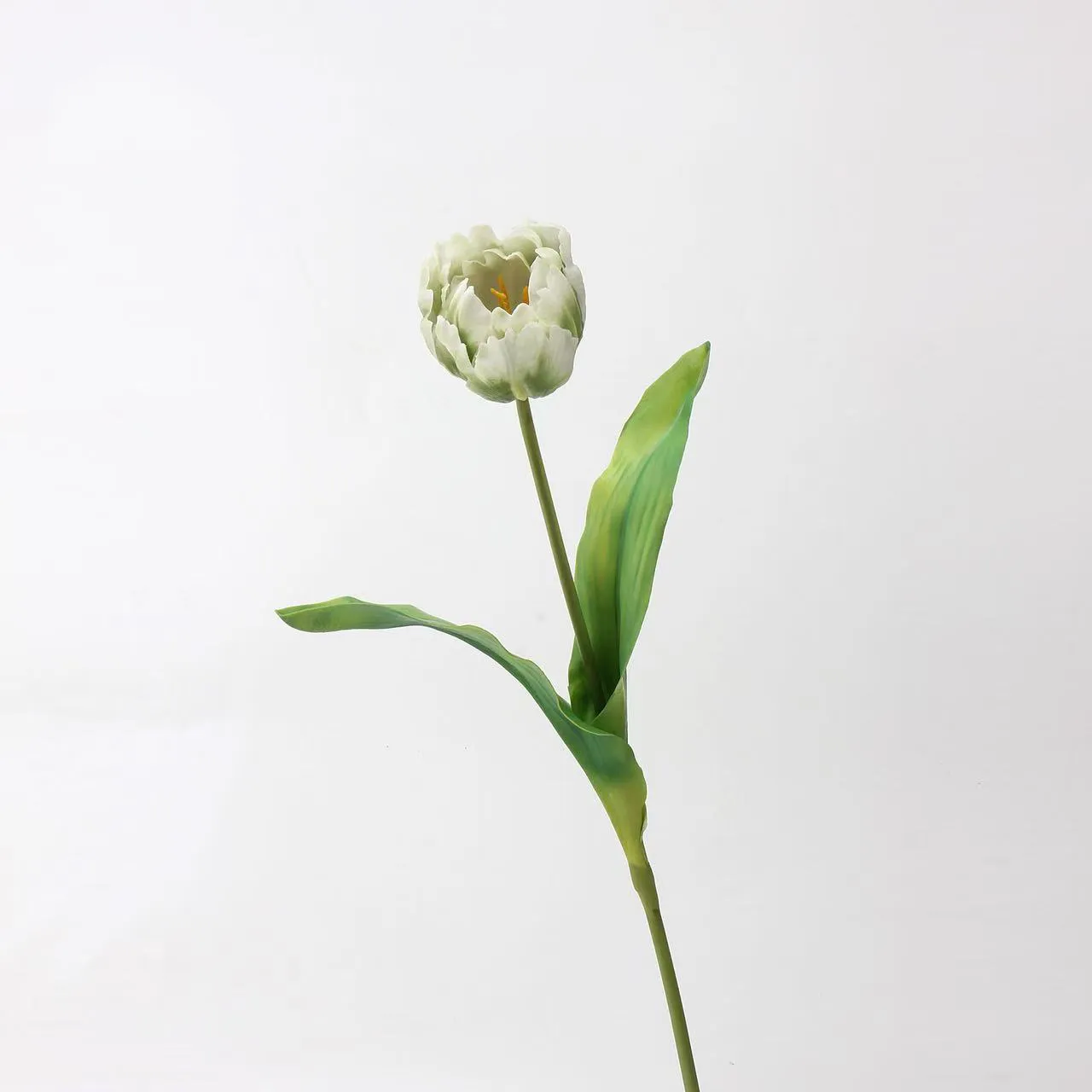 Rococo Tulip