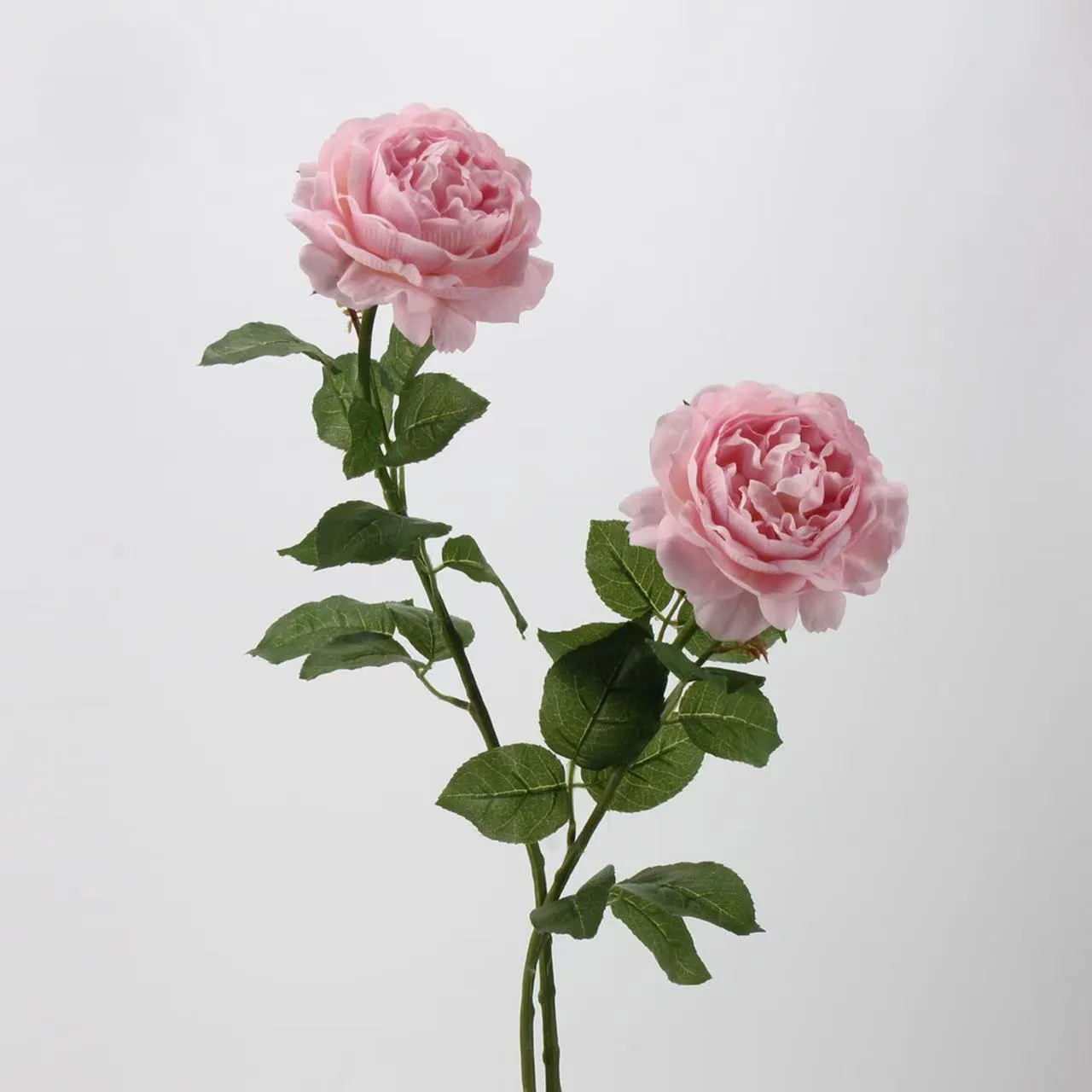 LOTUS DEW ROSE