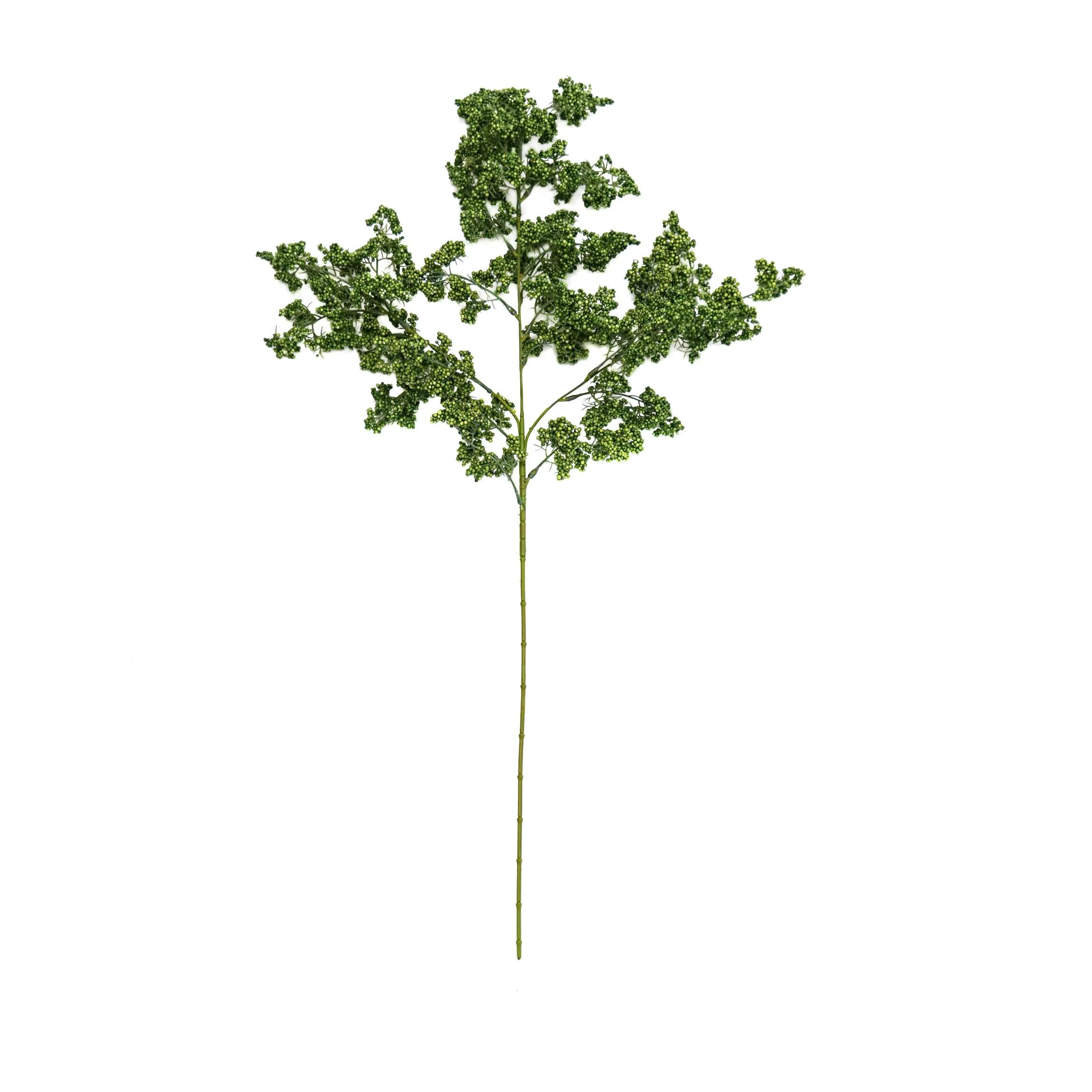 Uma única fruta verde de inverno