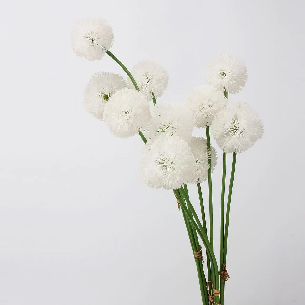 Allium giganteum