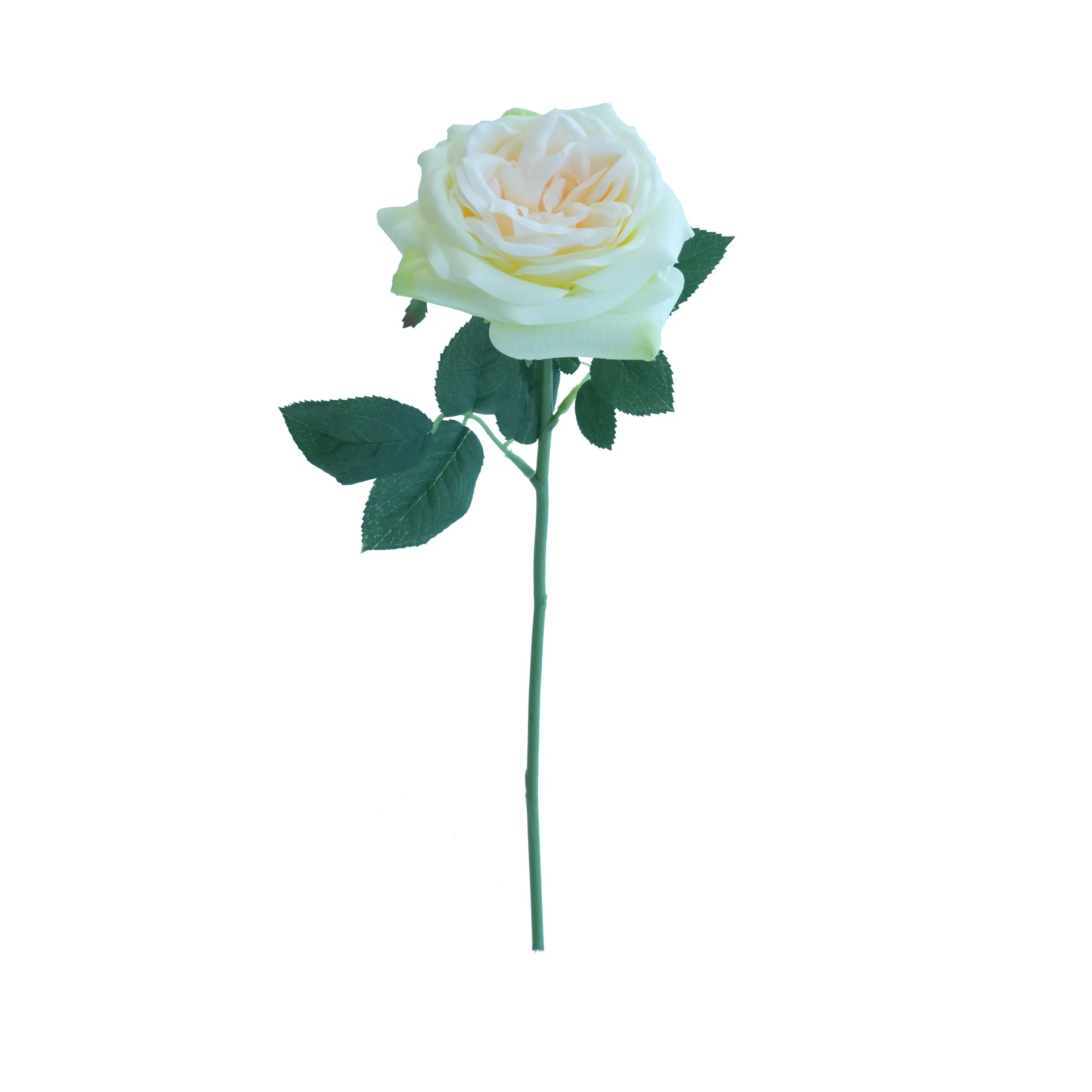 Lily Rose curta