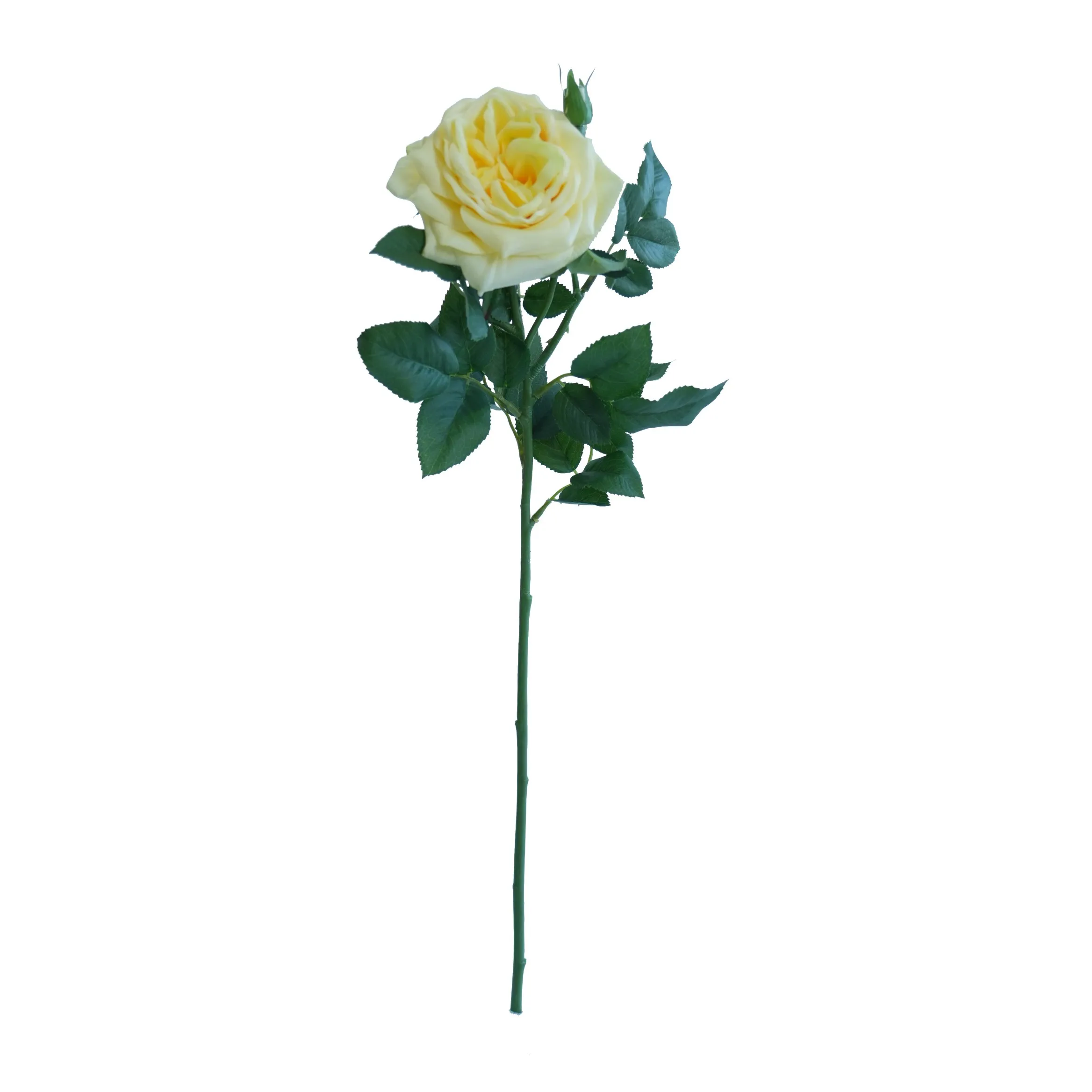 Lichia única rosa