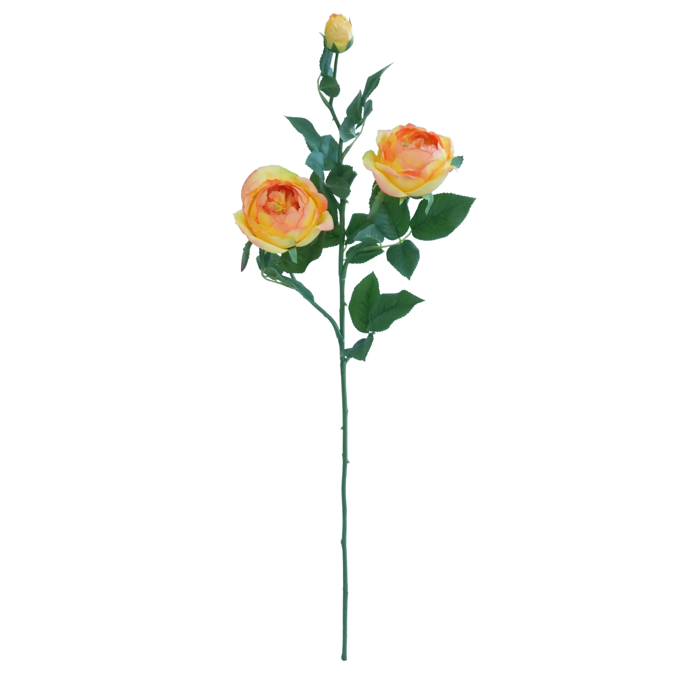 Uma única rosa de borboleta