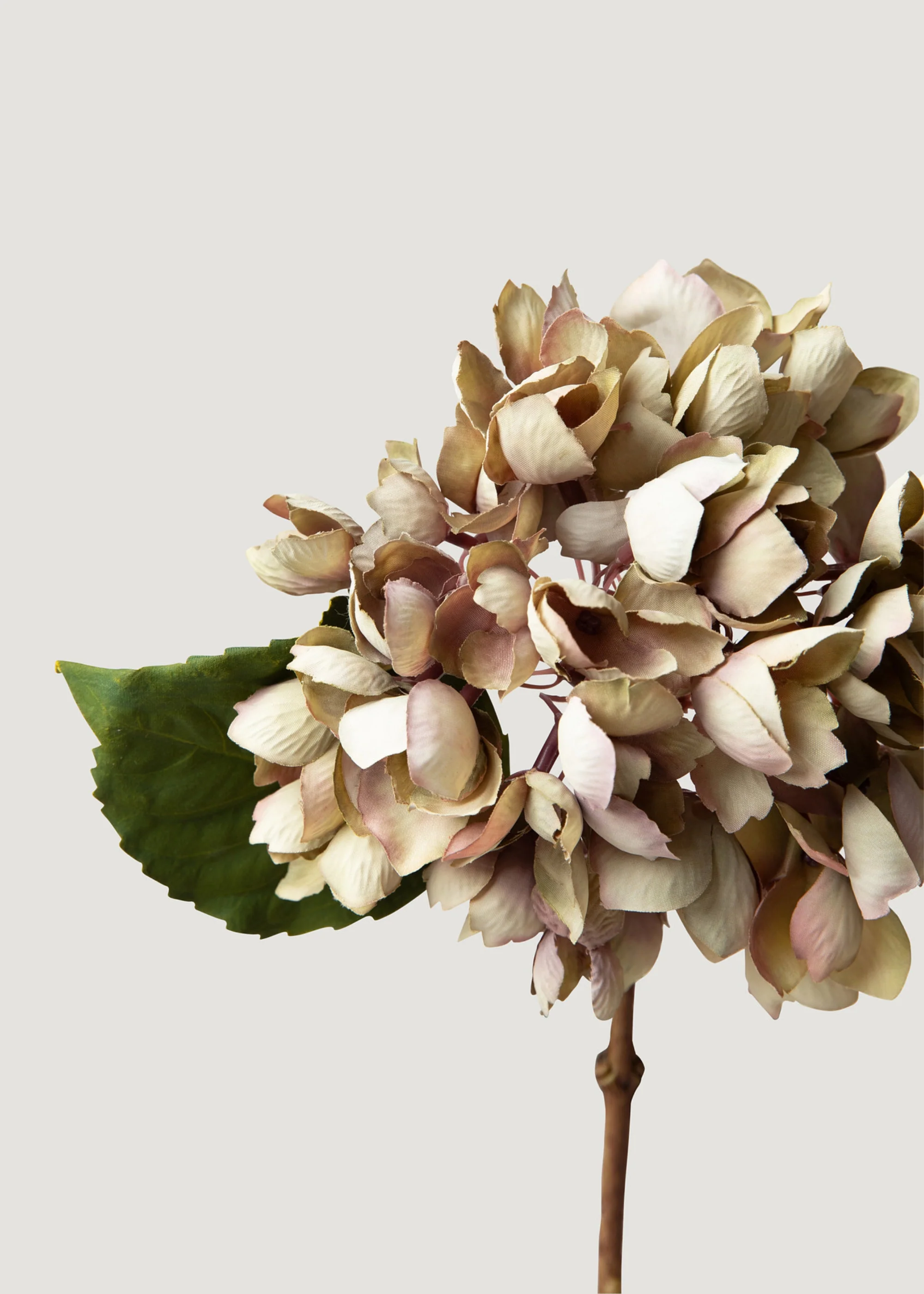 Flor de hortênsia de aparência seca