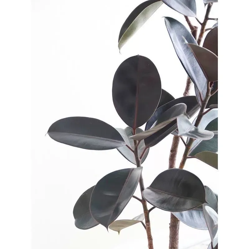 Planta em vaso de borracha artificial