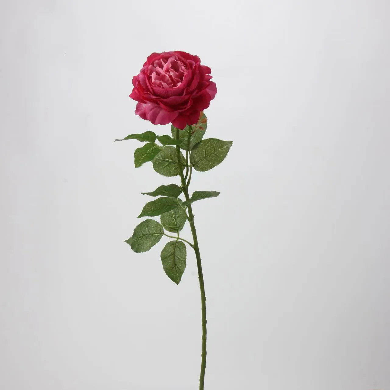 LOTUS DEW ROSE