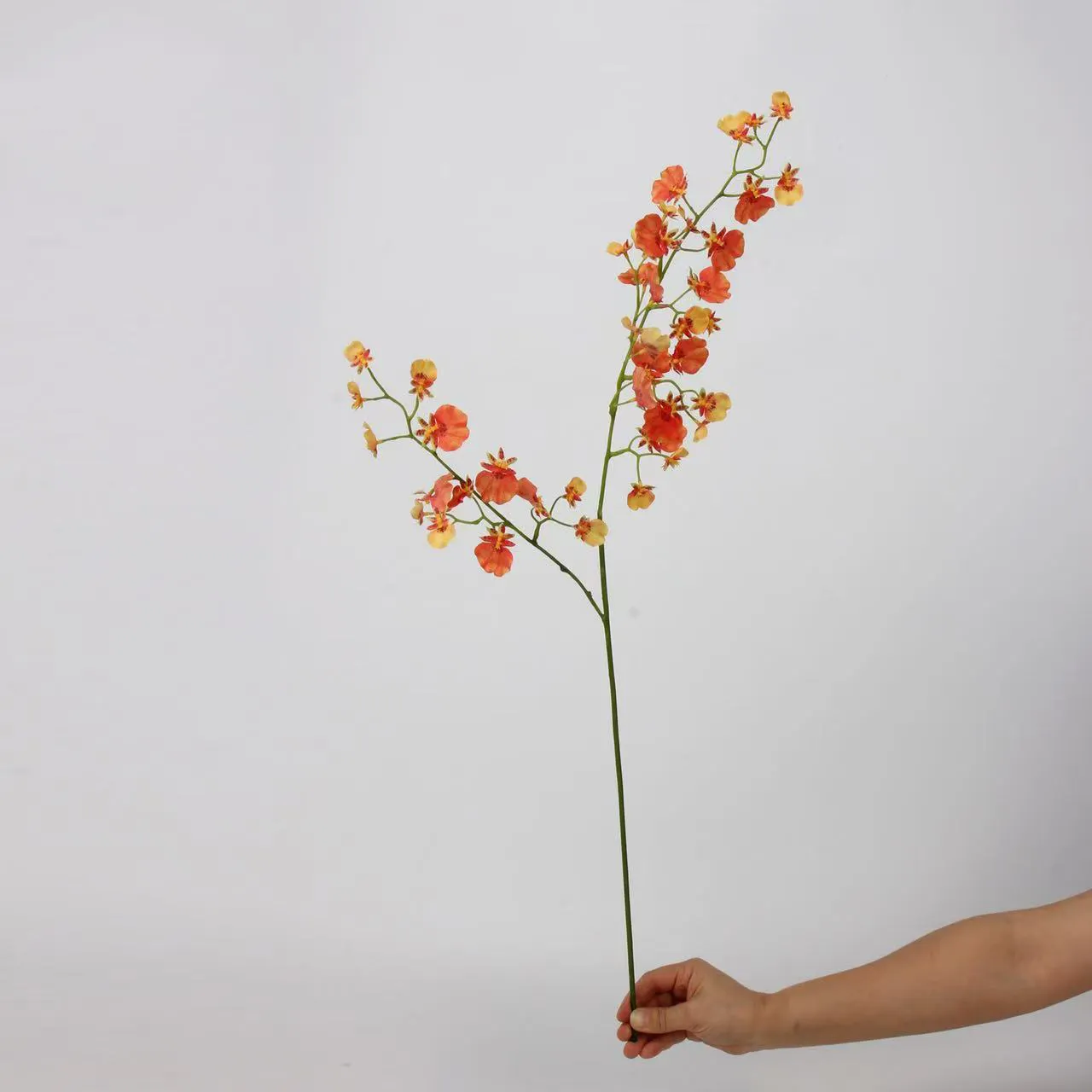 orquídea dançando