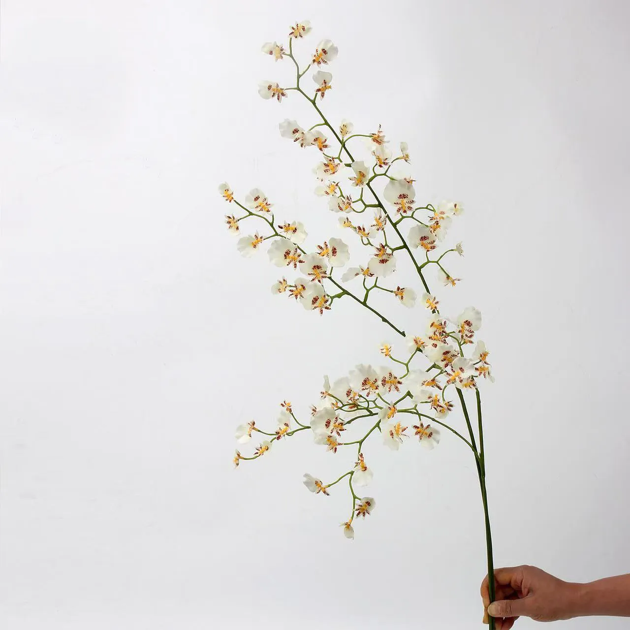 orquídea dançando
