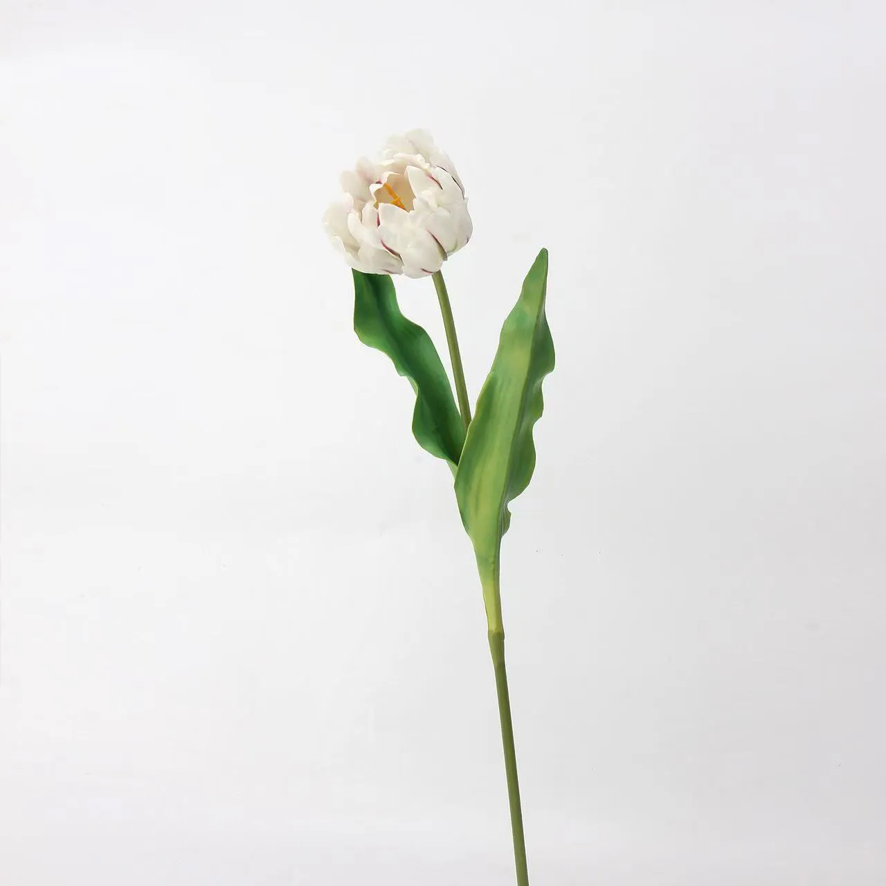 Rococo Tulip