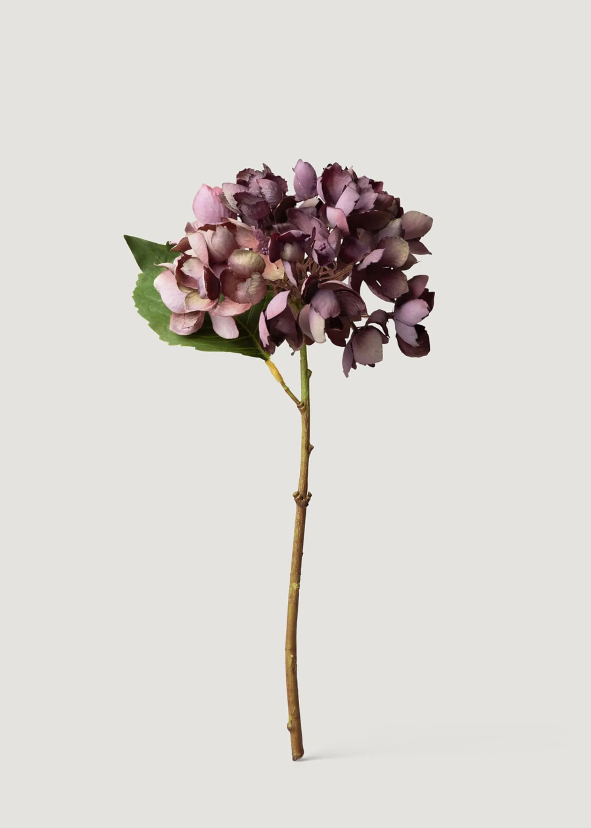 Flor de hortênsia de aparência seca