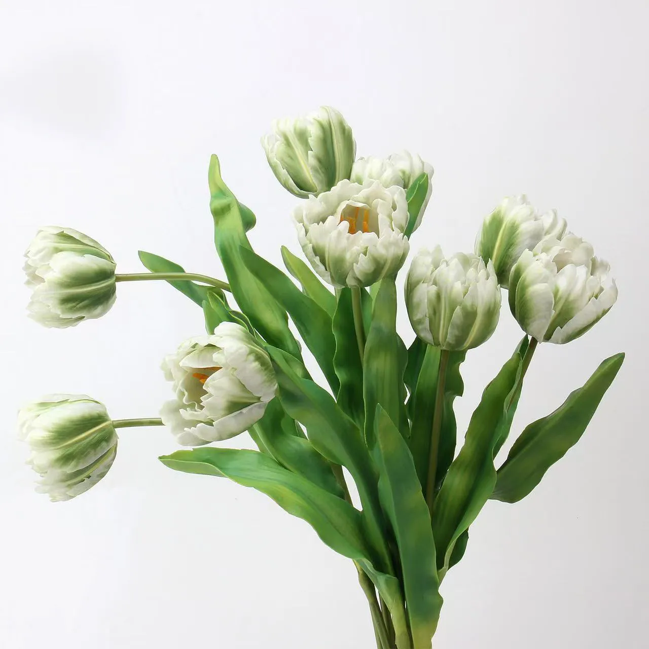 Rococo Tulip