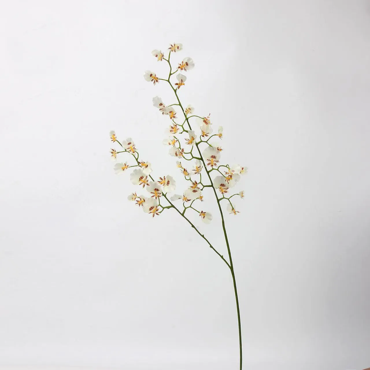 orquídea dançando