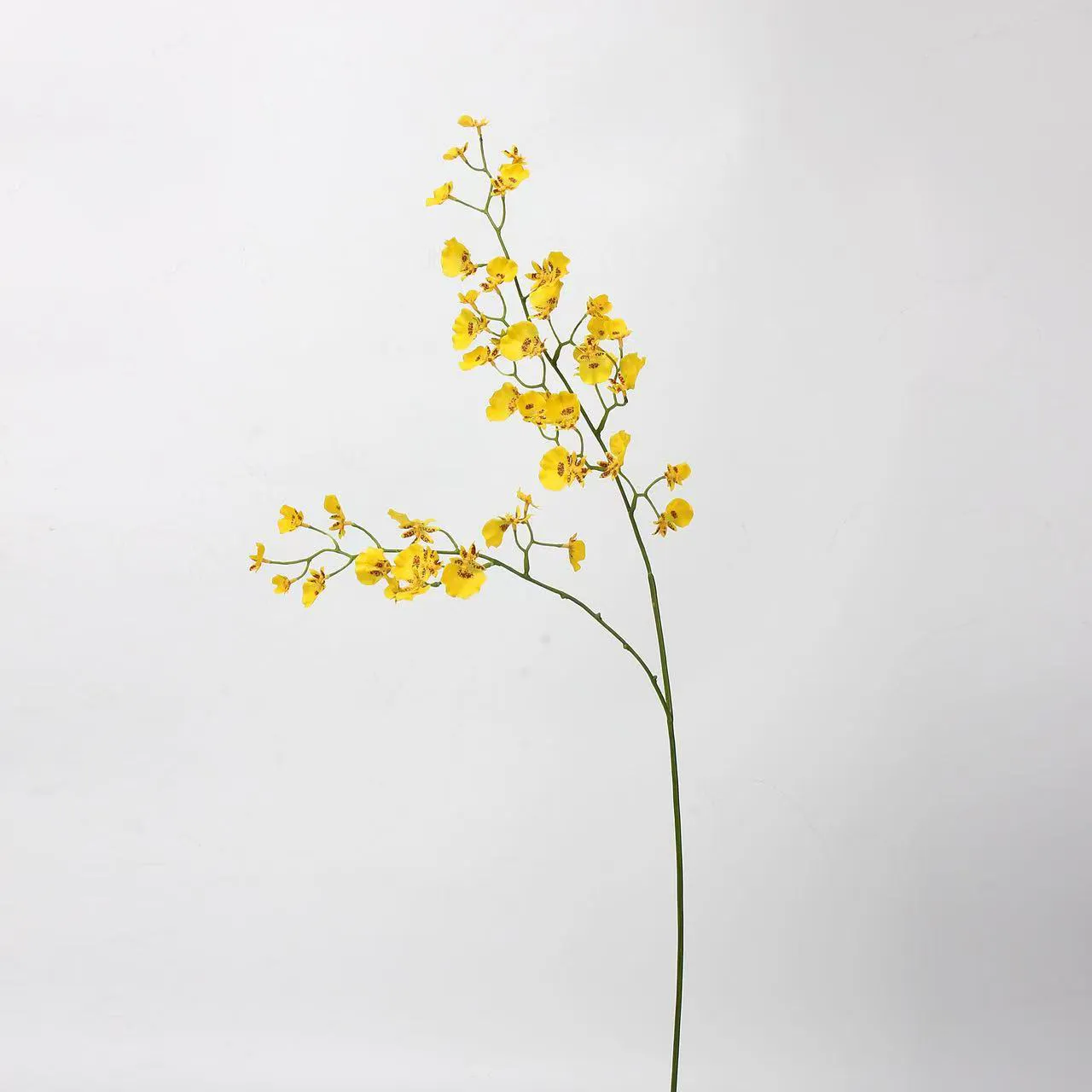orquídea dançando